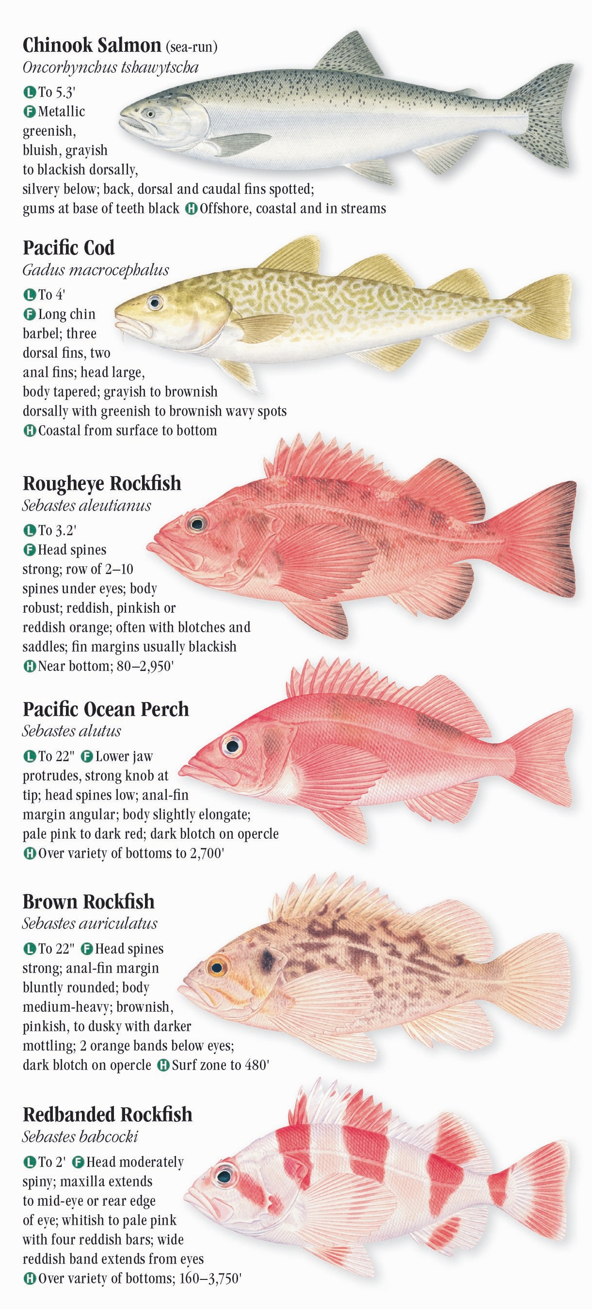 Saltwater Fishes of the Pacific Northwest – Quick Reference Publishing ...