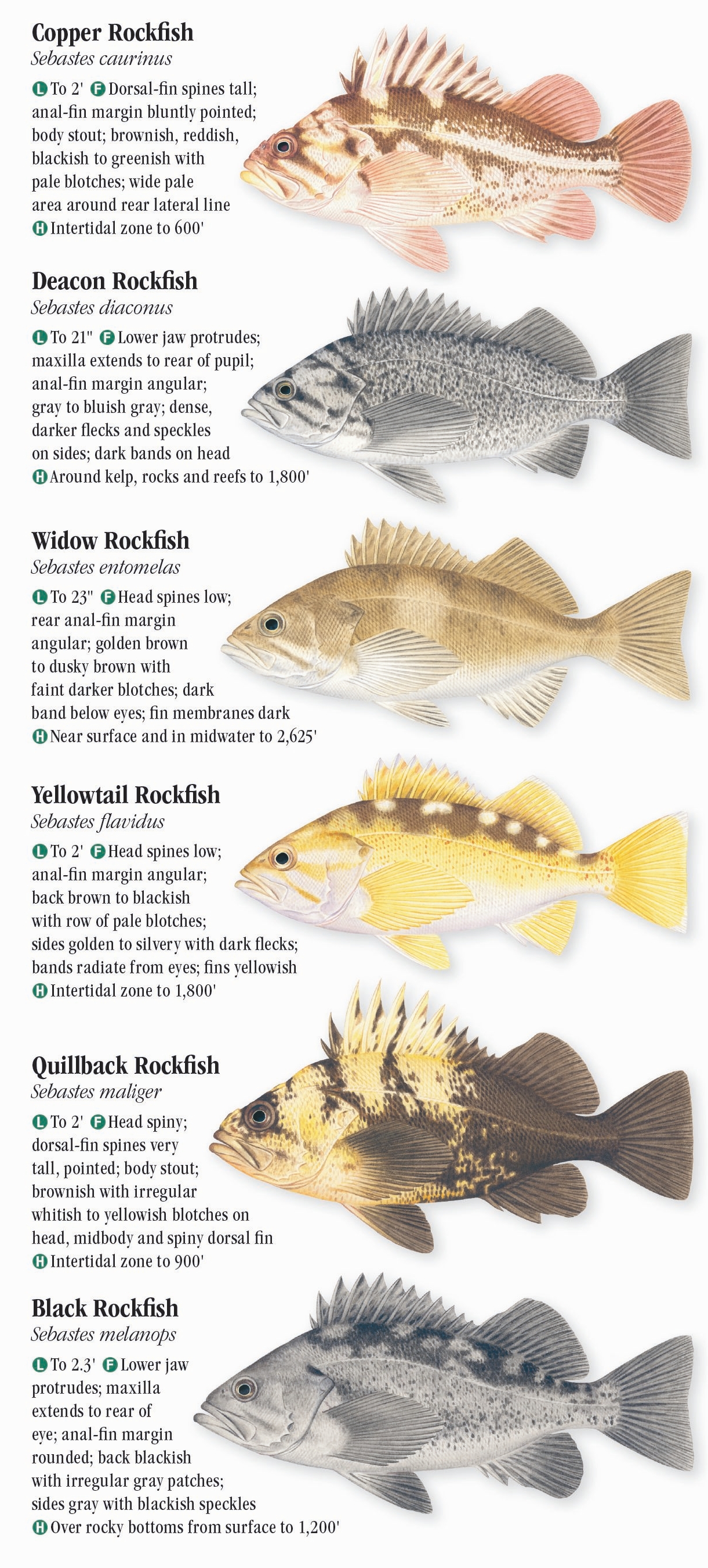 Saltwater Fishes of the Pacific Northwest – Quick Reference Publishing ...