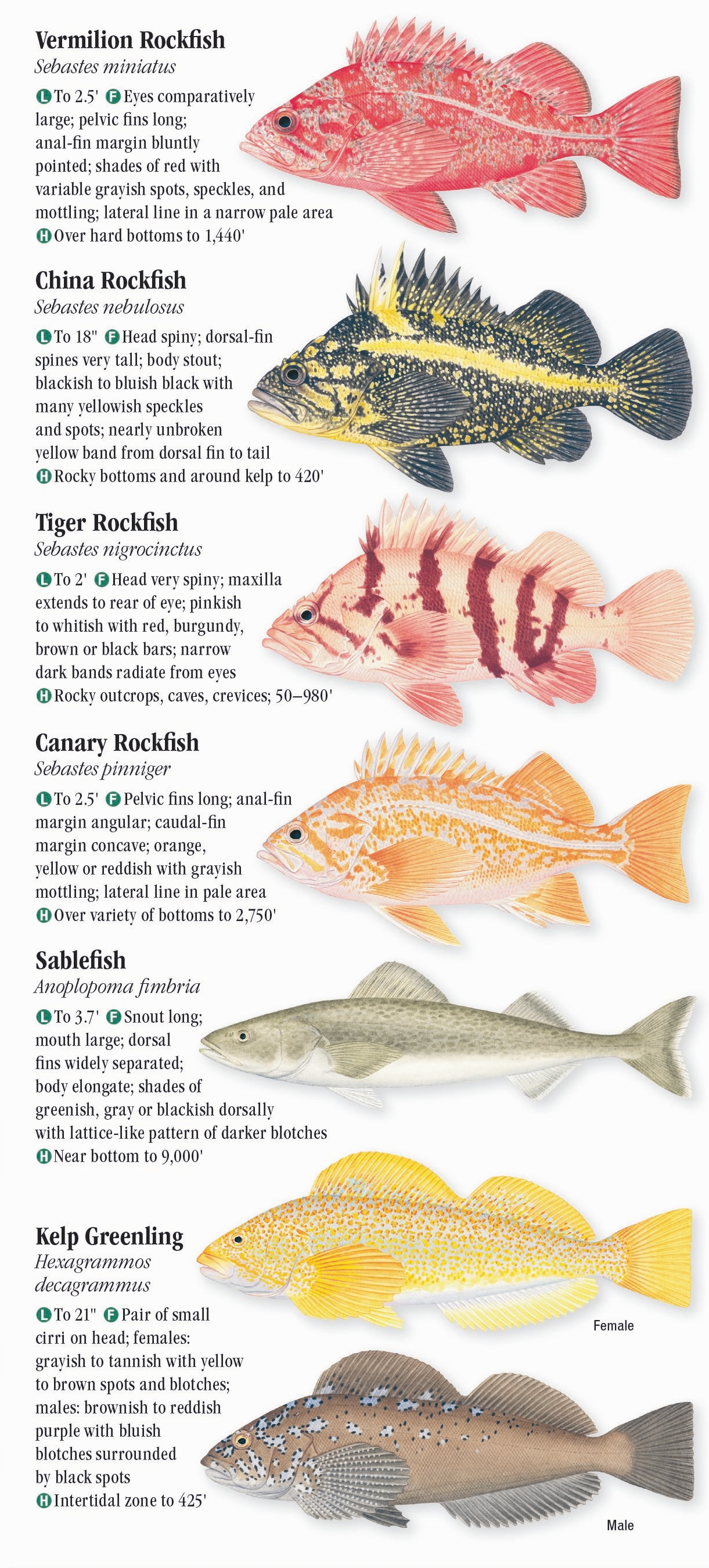 Saltwater Fishes of the Pacific Northwest – Quick Reference Publishing ...