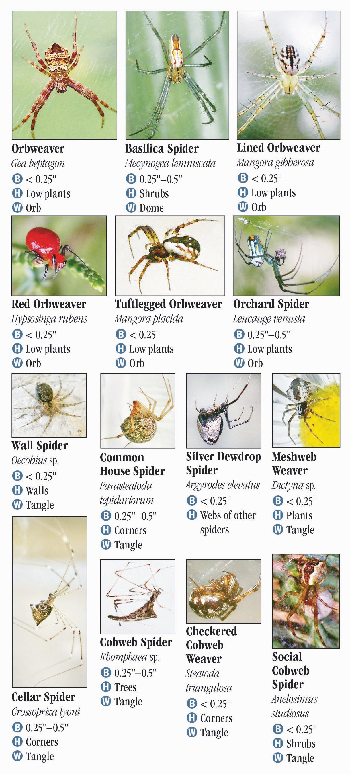 Tennessee Spider Identification Chart