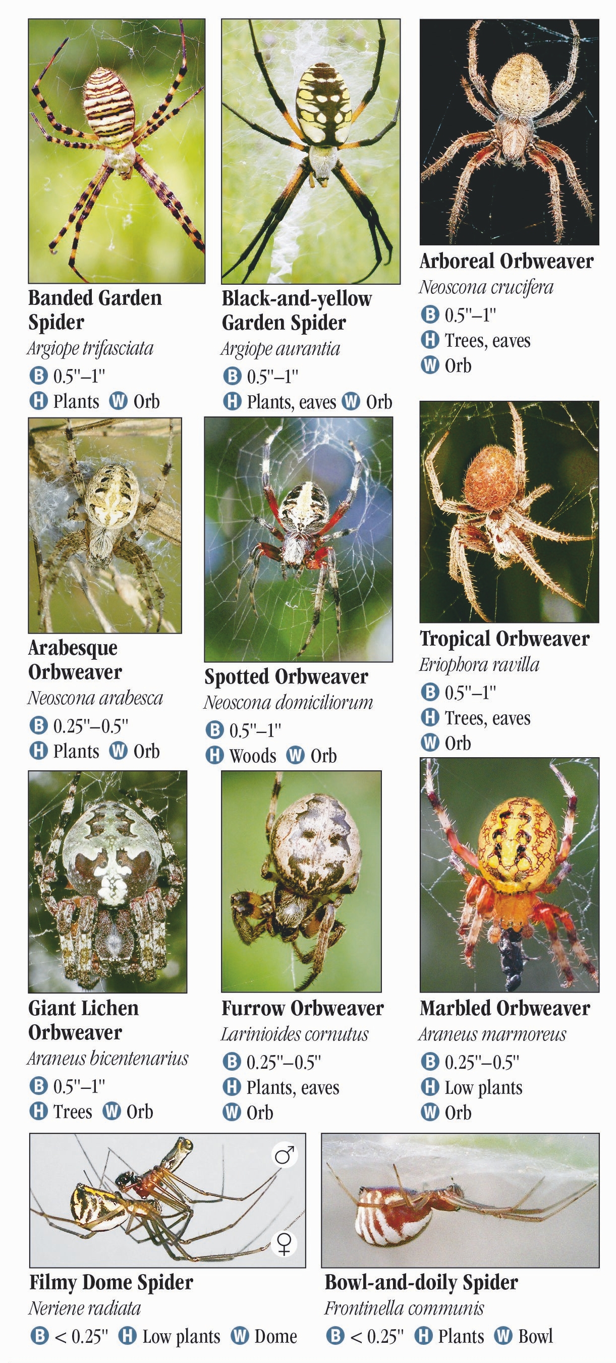 Spiders of Louisiana Quick Reference Publishing Retail