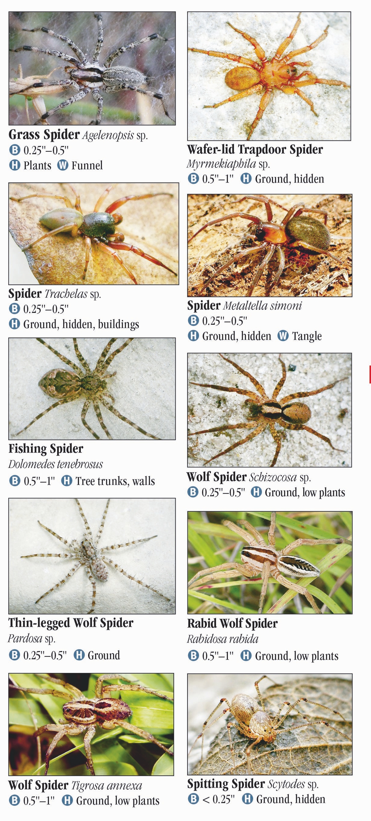 Louisiana Spider Identification Chart