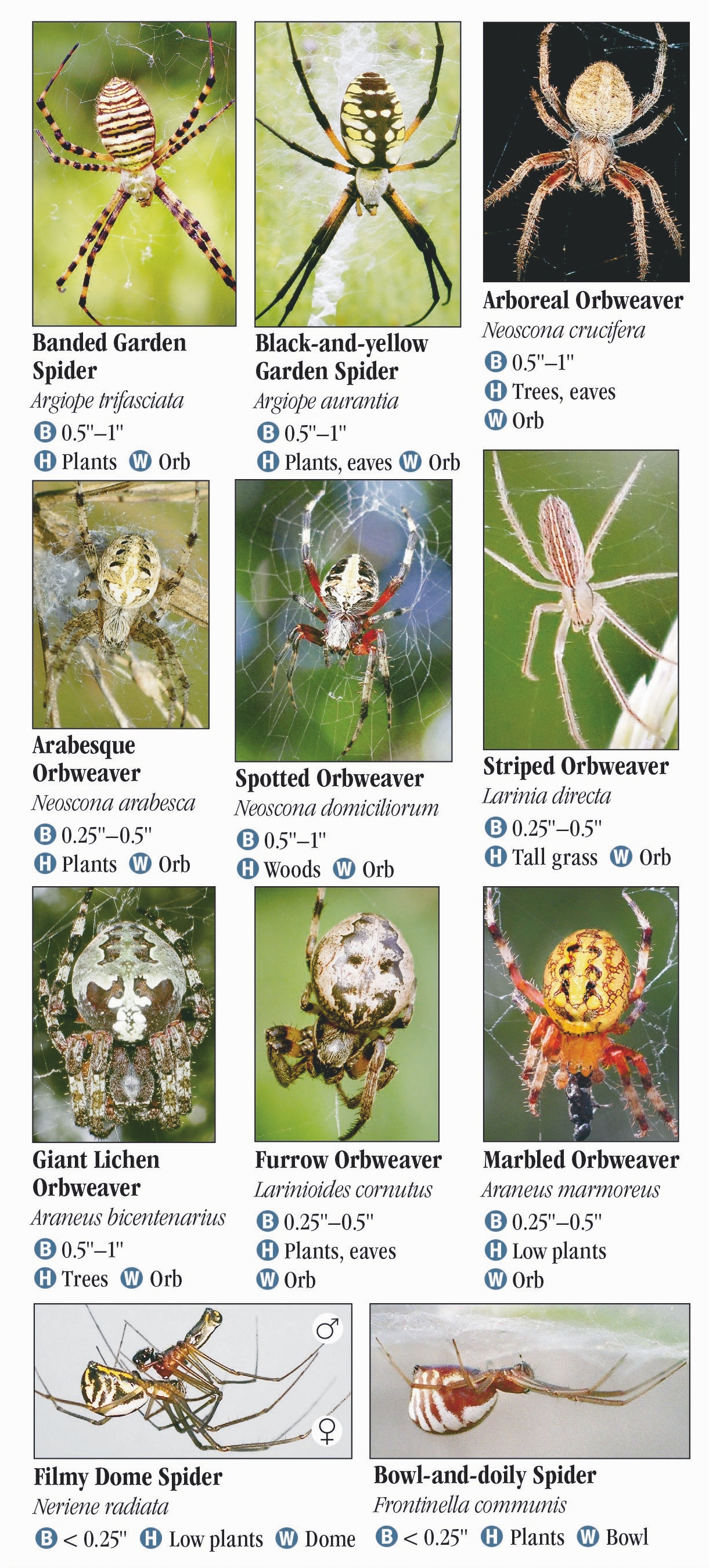 Arkansas Spiders Identification Chart | Portal.posgradount.edu.pe