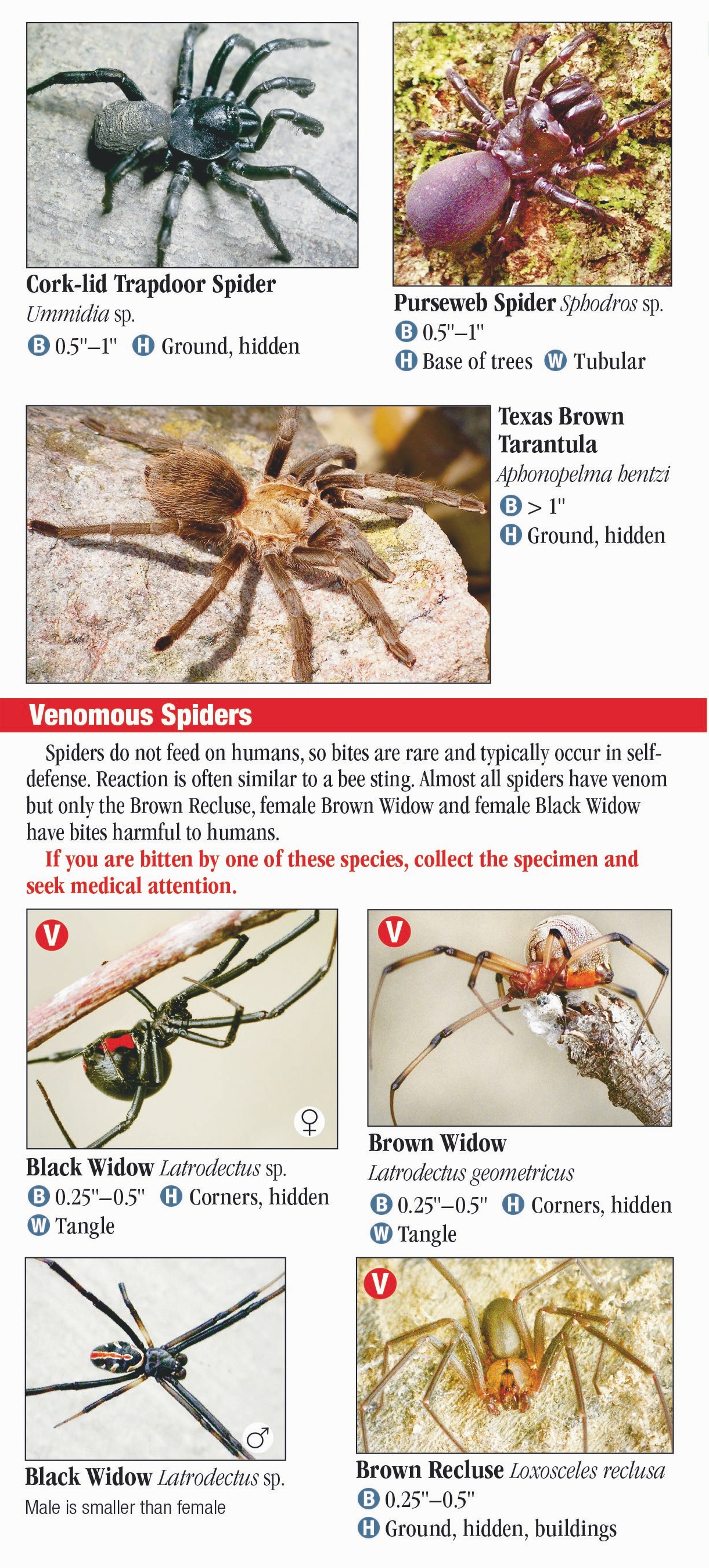 27 Types Of Spiders In Arkansas Id Guide Chart And Photos Outforia