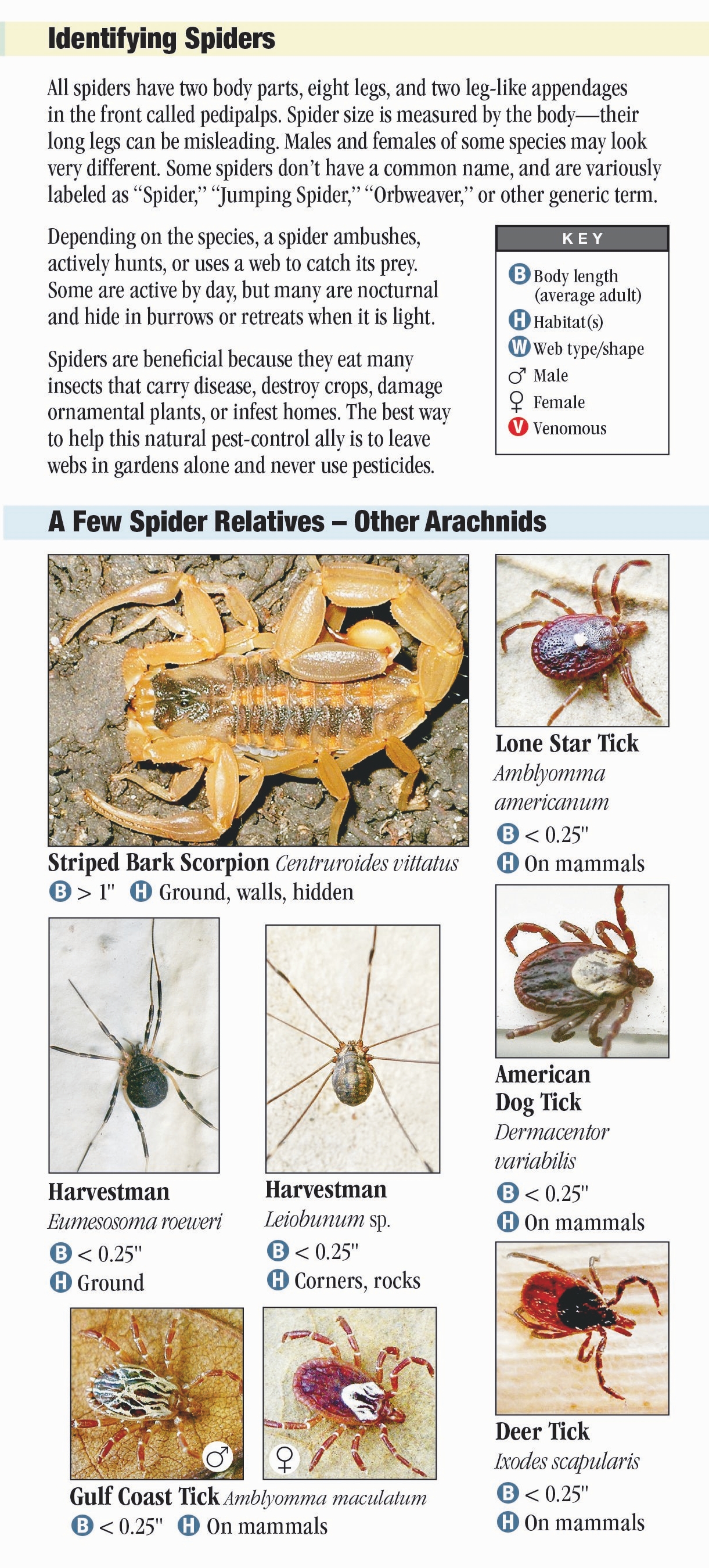 Identify Arkansas Spiders Identification Chart