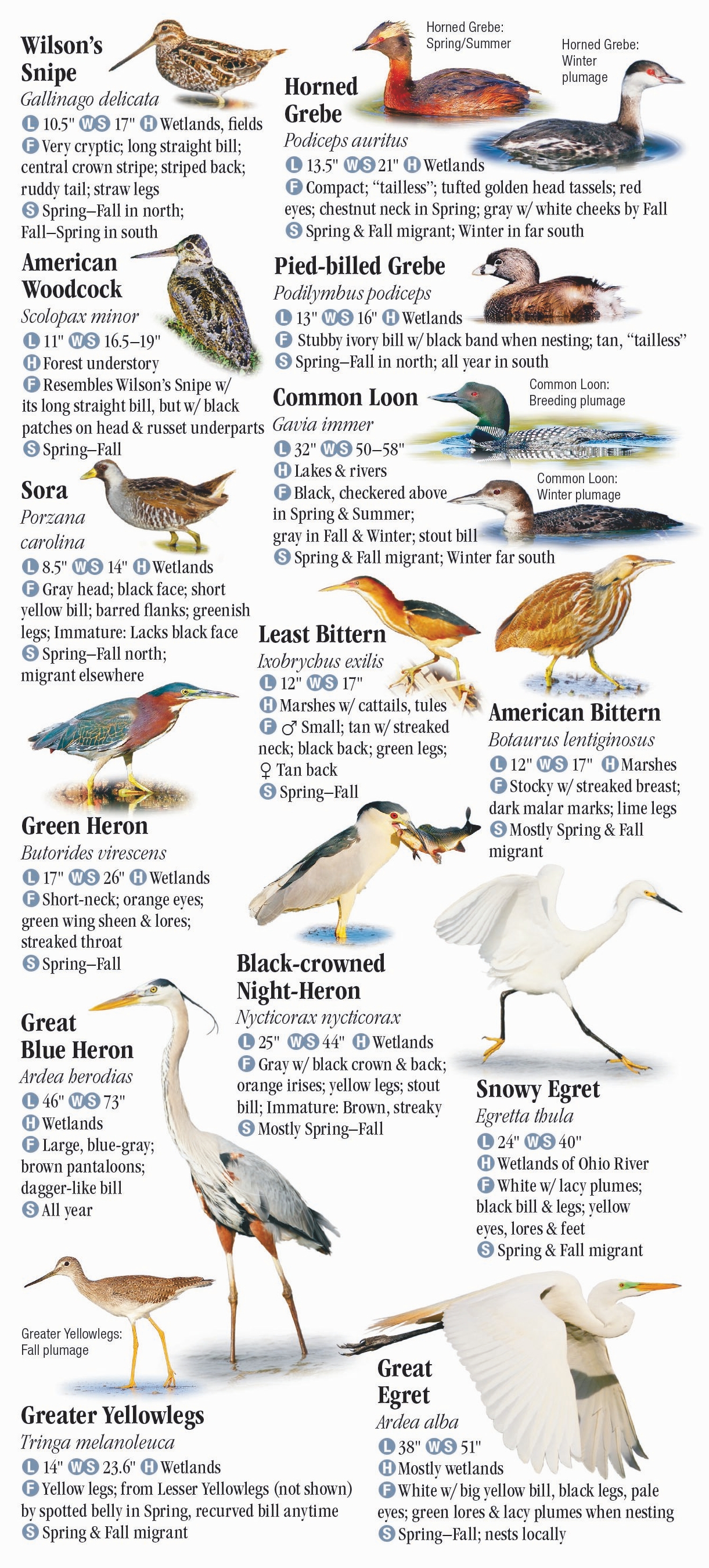 birds for adoption in indiana