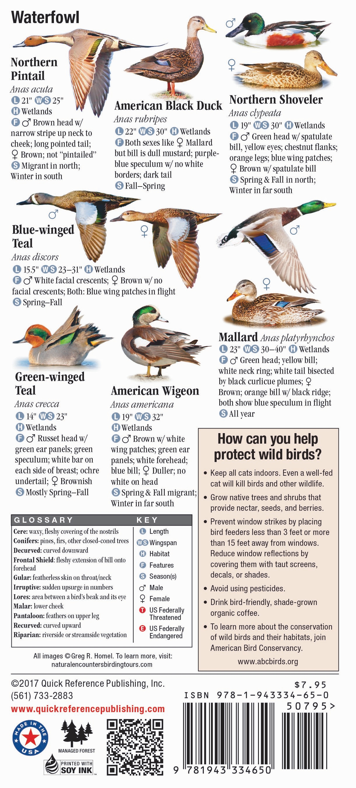 Birds of Indiana – Quick Reference Publishing Retail