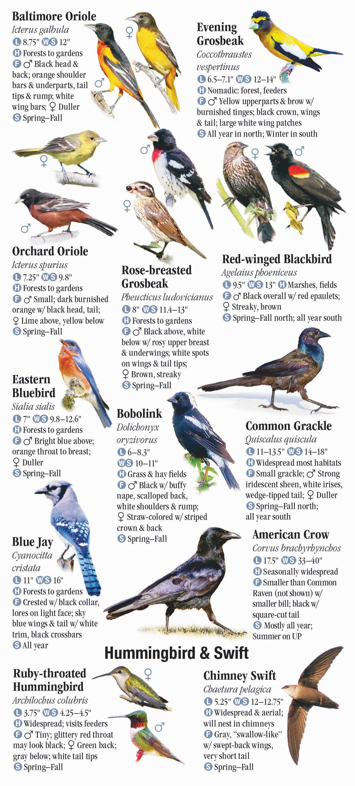 Birds of Michigan – Quick Reference Publishing Retail