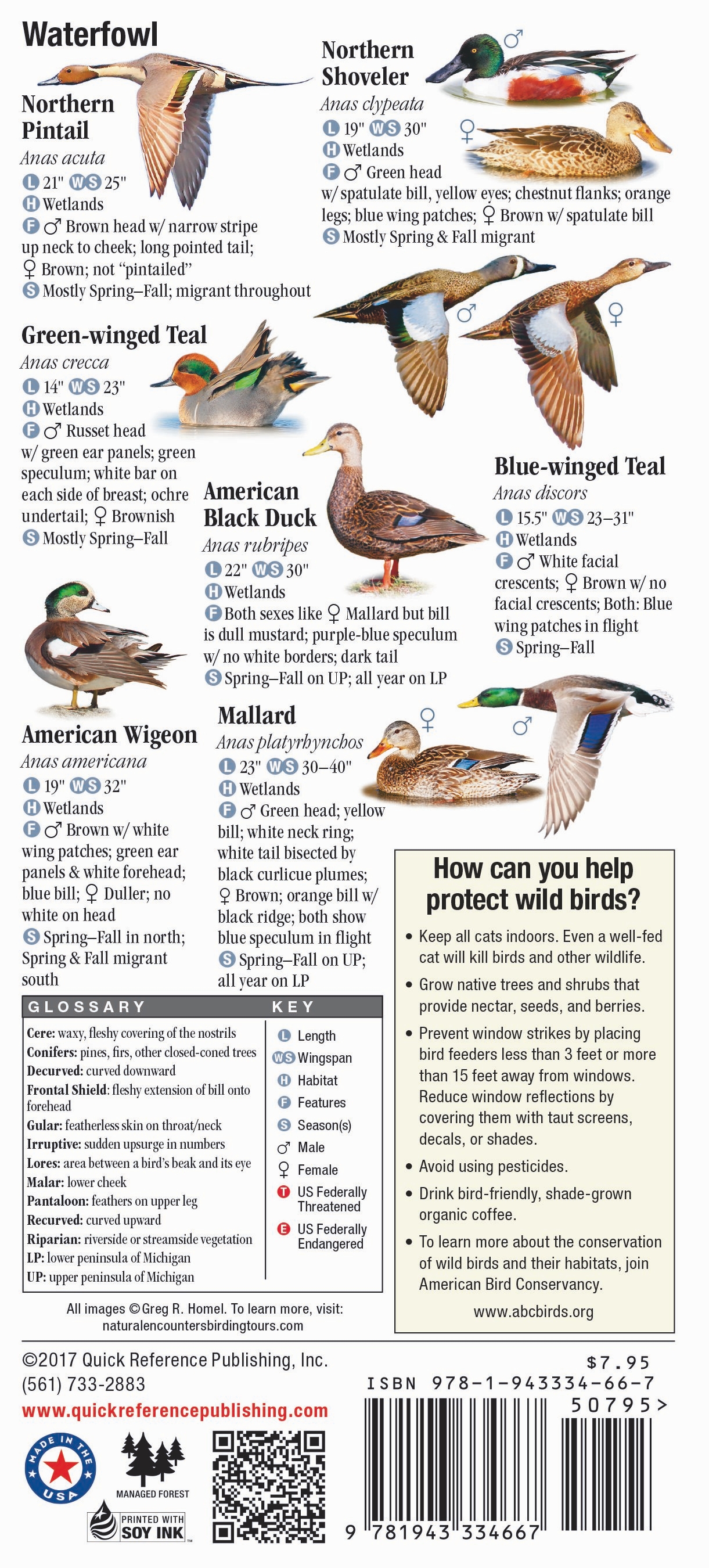 Birds of Michigan – Quick Reference Publishing Retail