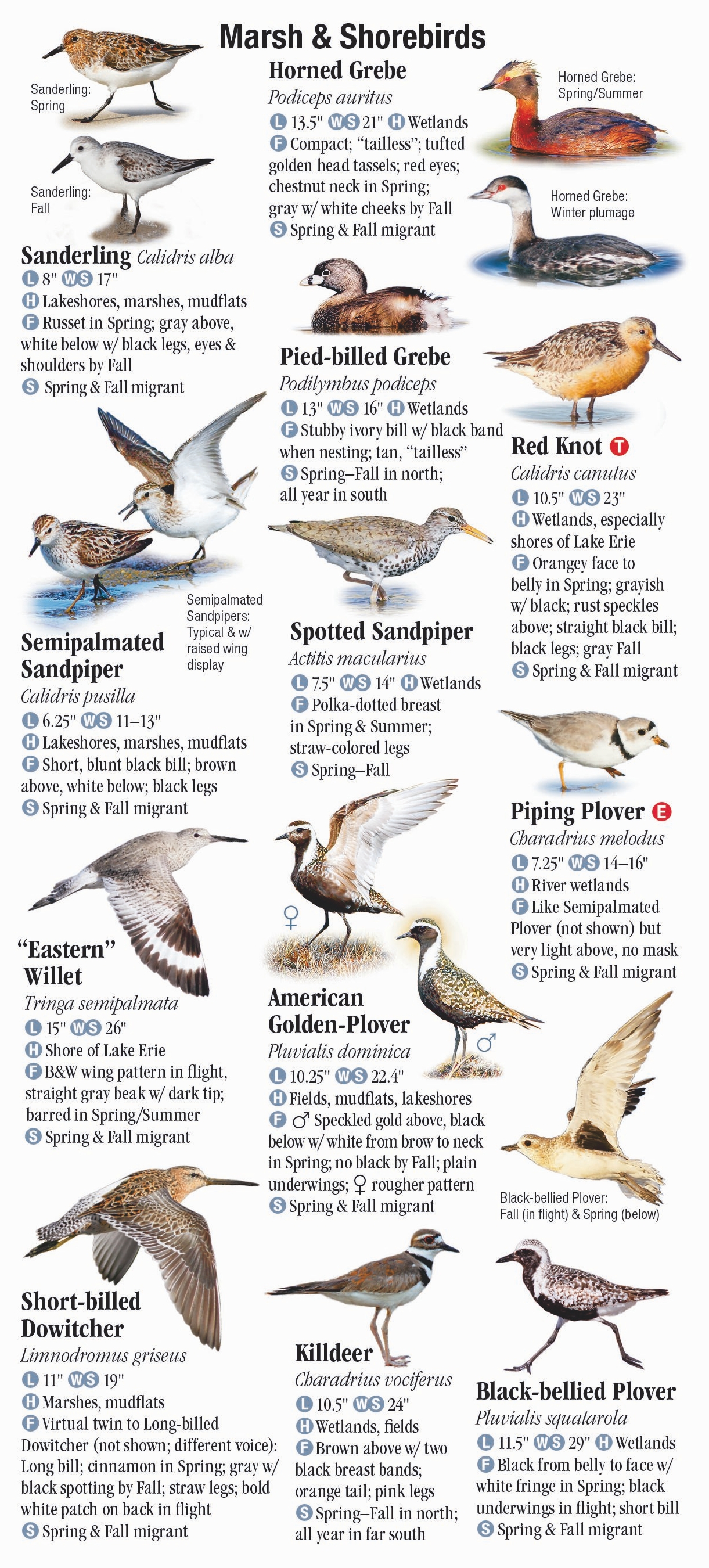 Birds Of Ohio – Quick Reference Publishing Retail