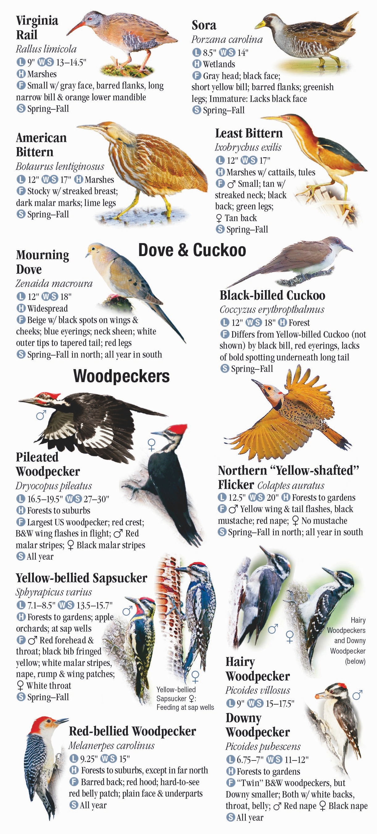 Wisconsin Winter Birds Identification Chart