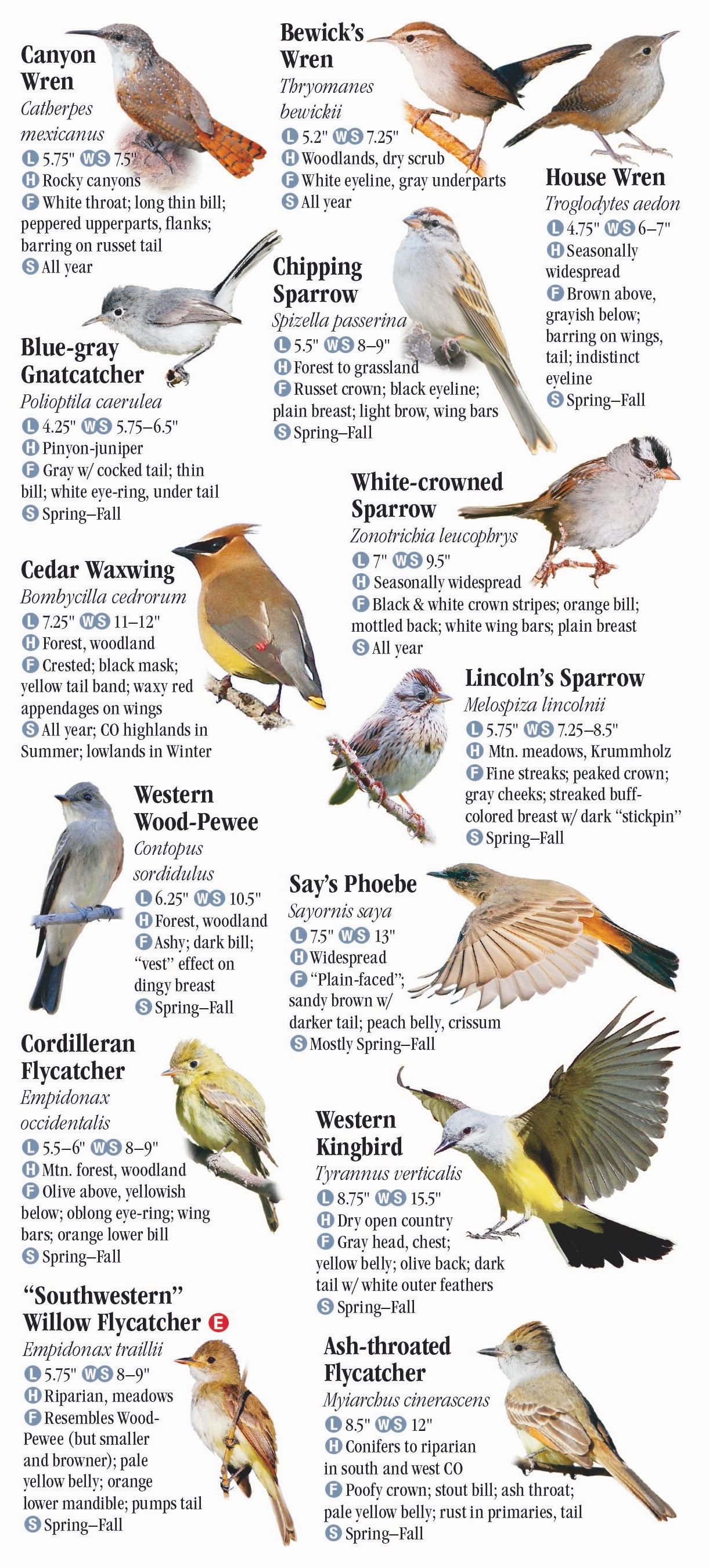 Birds of Colorado – Quick Reference Publishing Retail