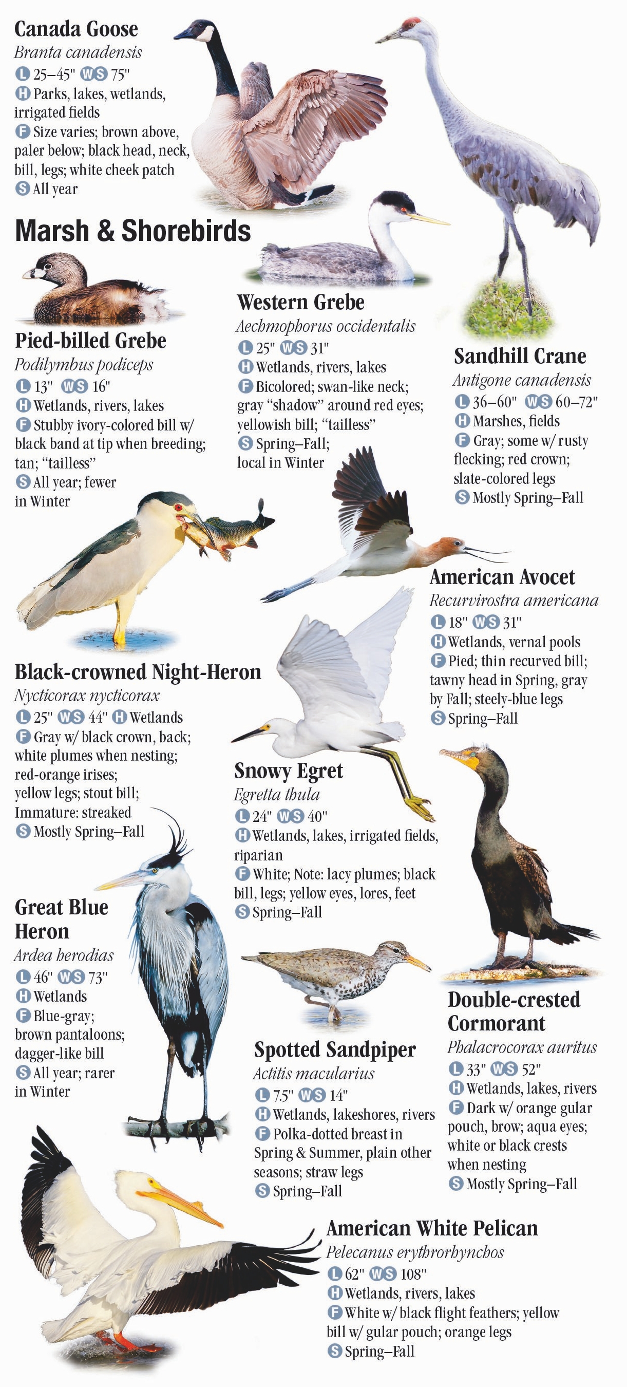 Birds of Colorado – Quick Reference Publishing Retail