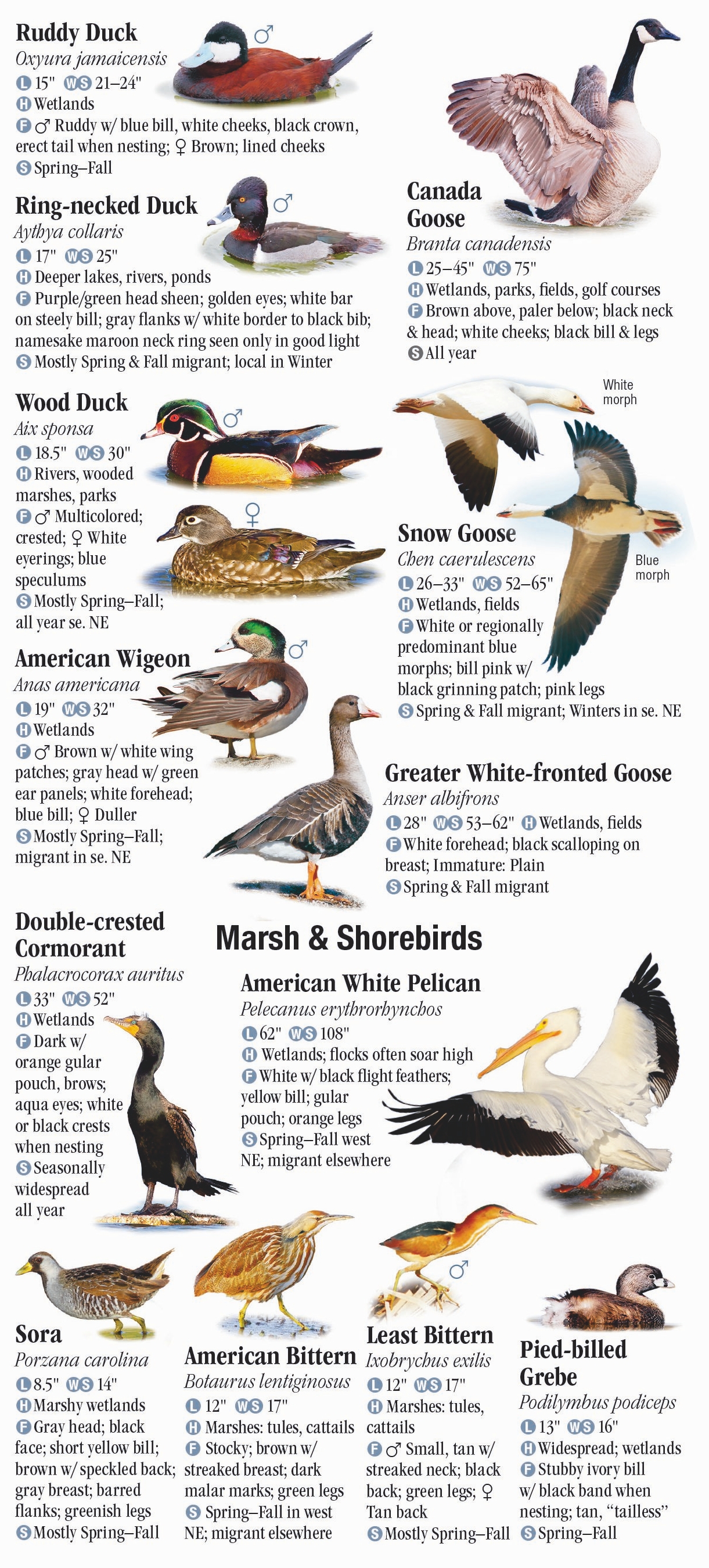 Birds of Nebraska – Quick Reference Publishing Retail