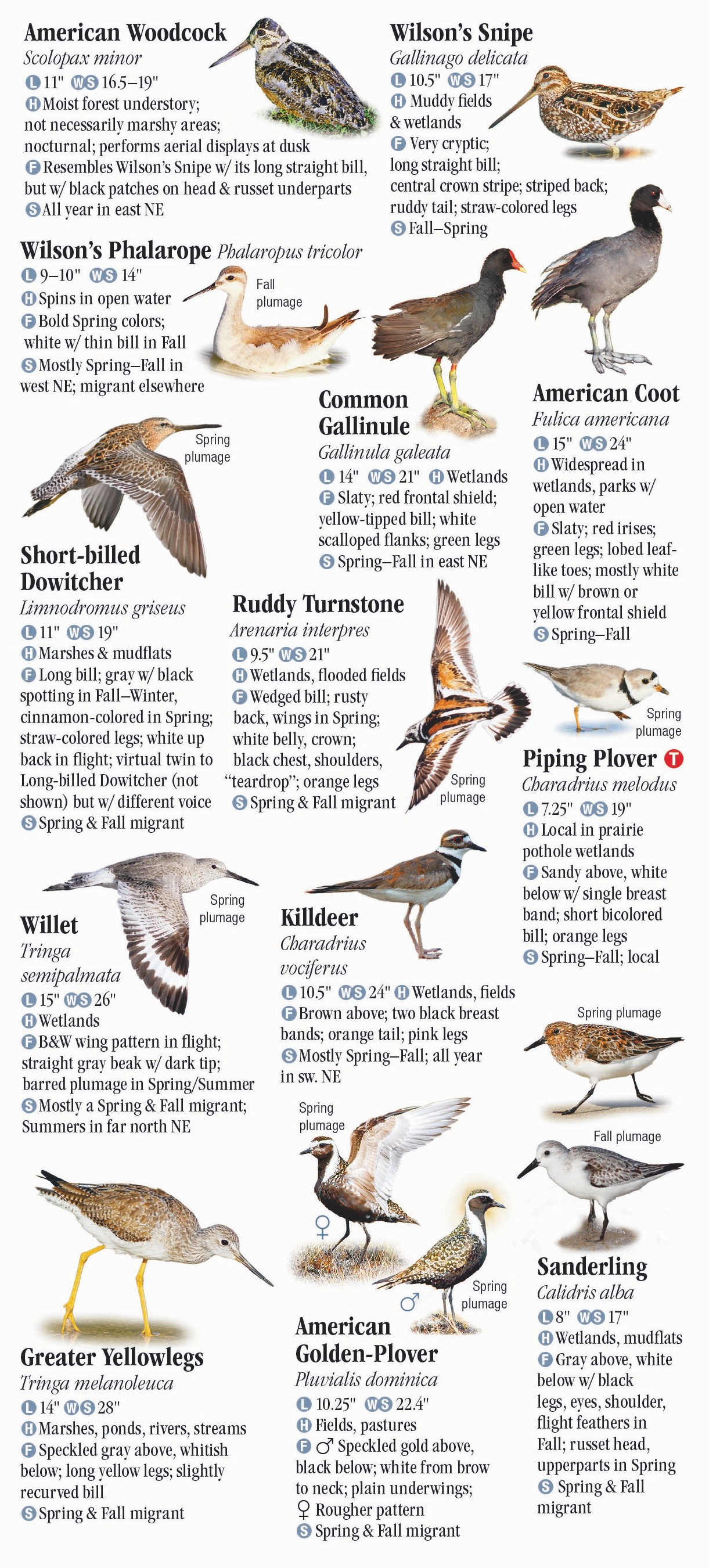 Birds of Nebraska – Quick Reference Publishing Retail