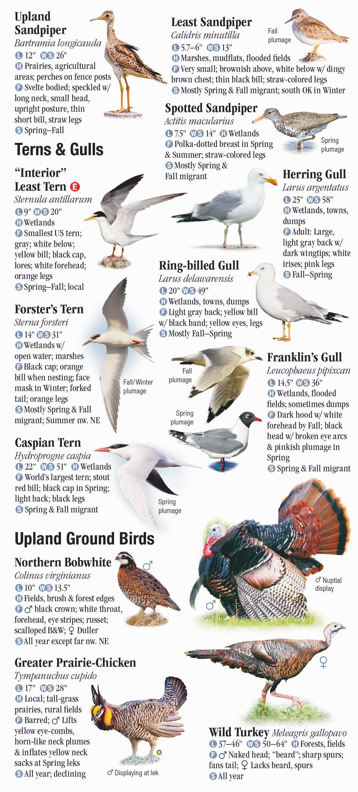 Birds of Nebraska – Quick Reference Publishing Retail