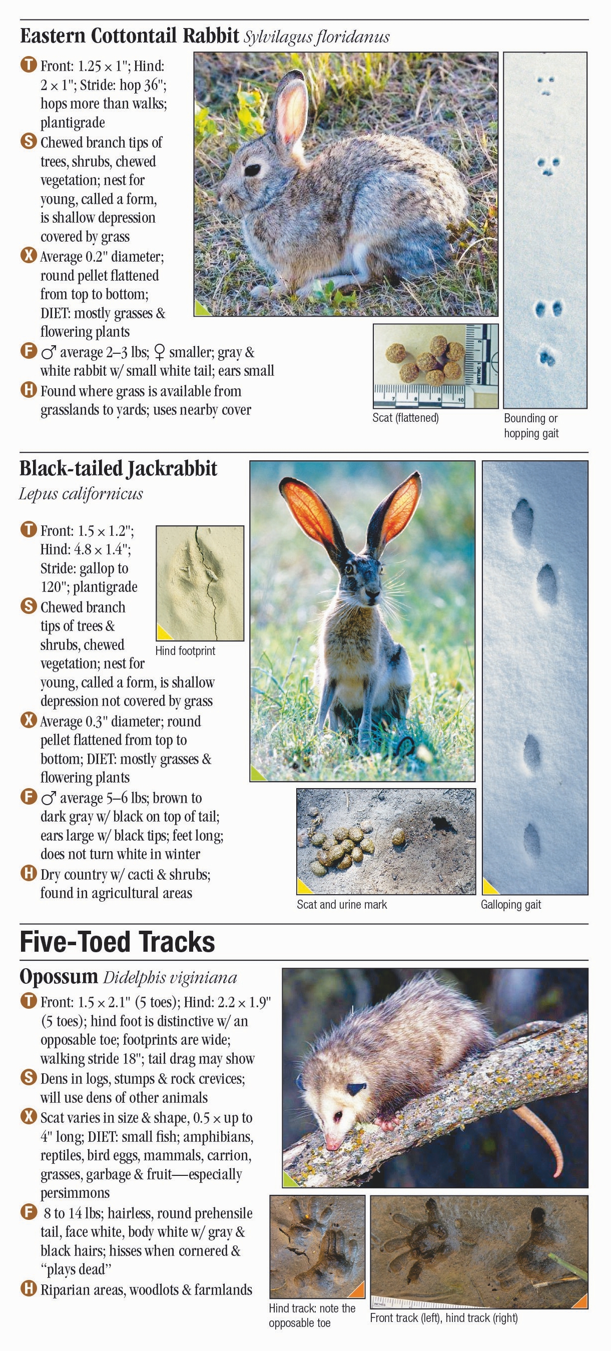 Mammals of Arizona – Quick Reference Publishing Retail