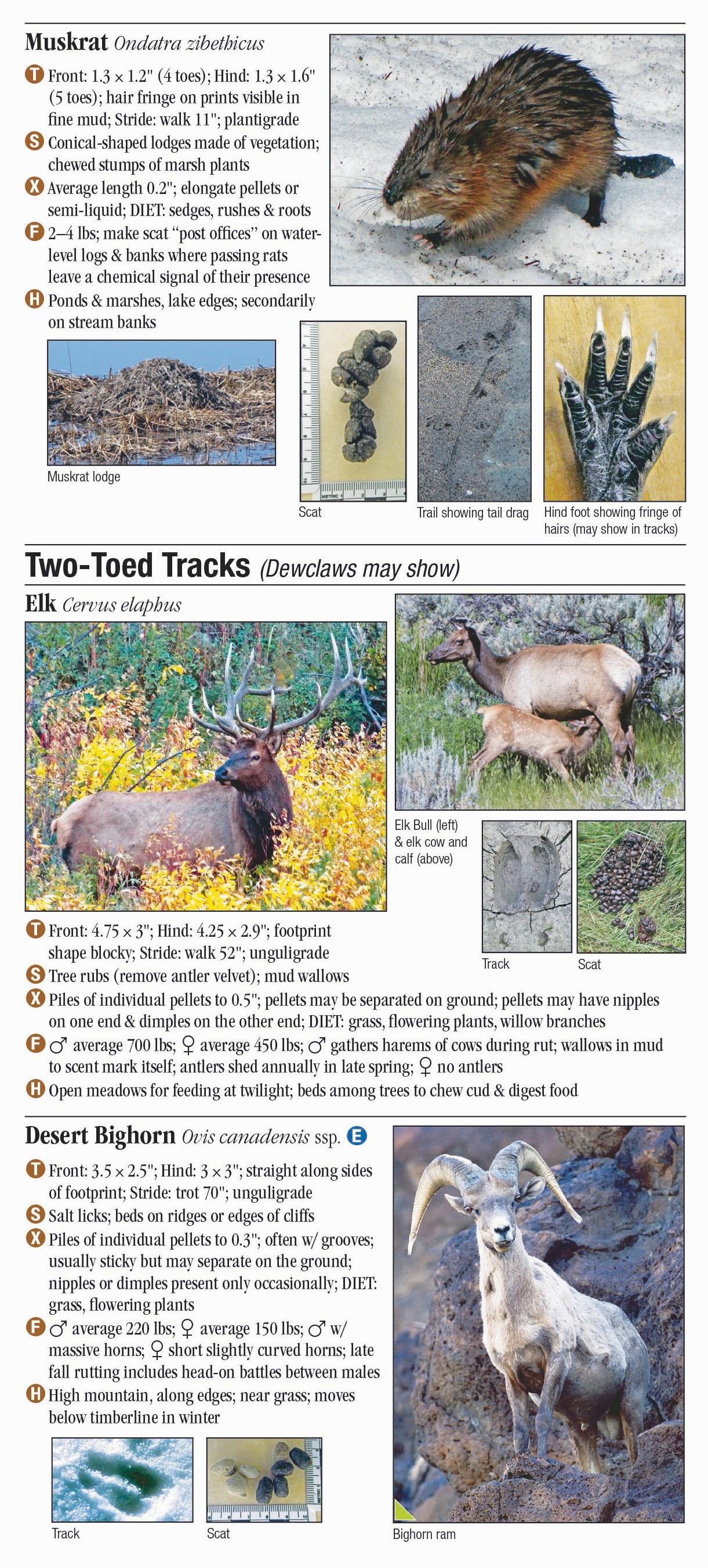 Mammals of Arizona – Quick Reference Publishing Retail