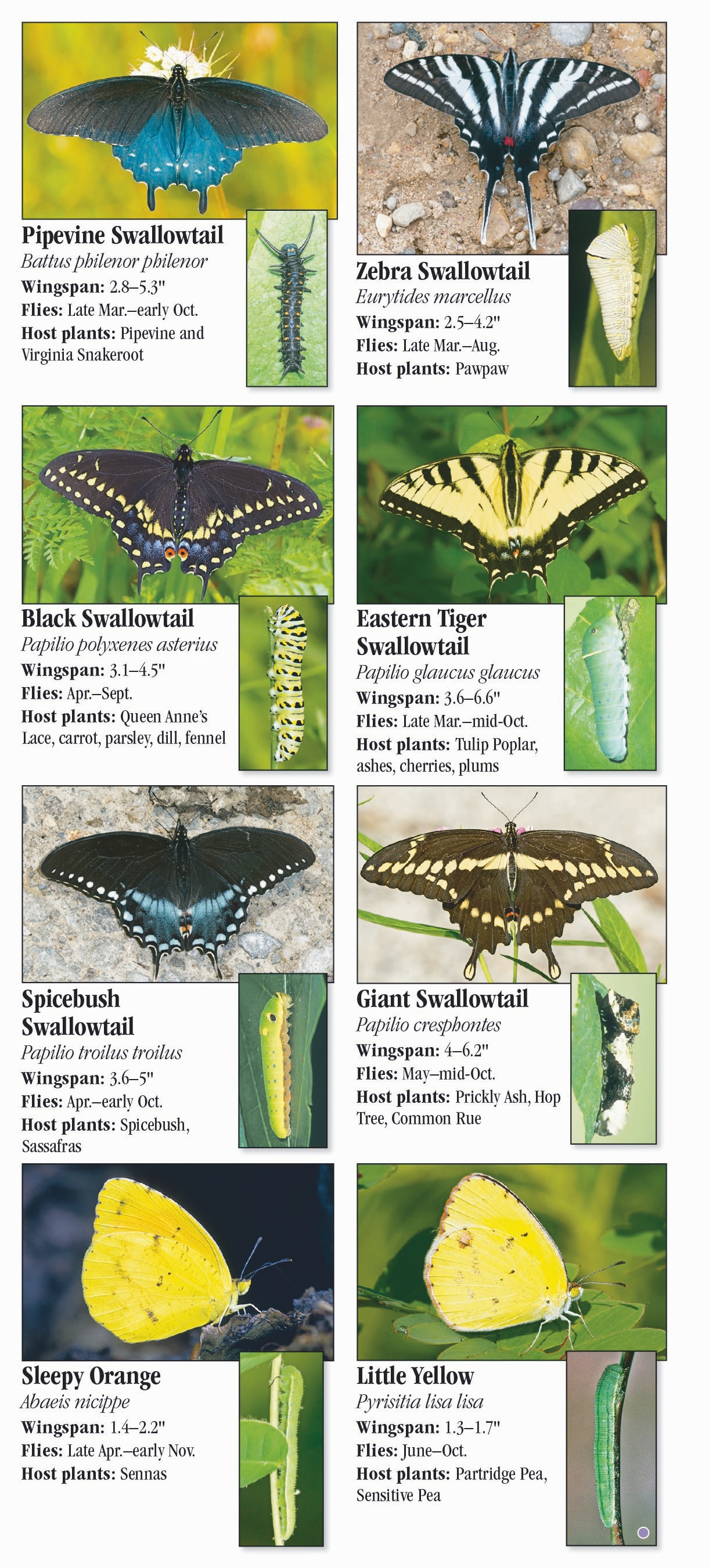 Butterflies of Indiana – Quick Reference Publishing