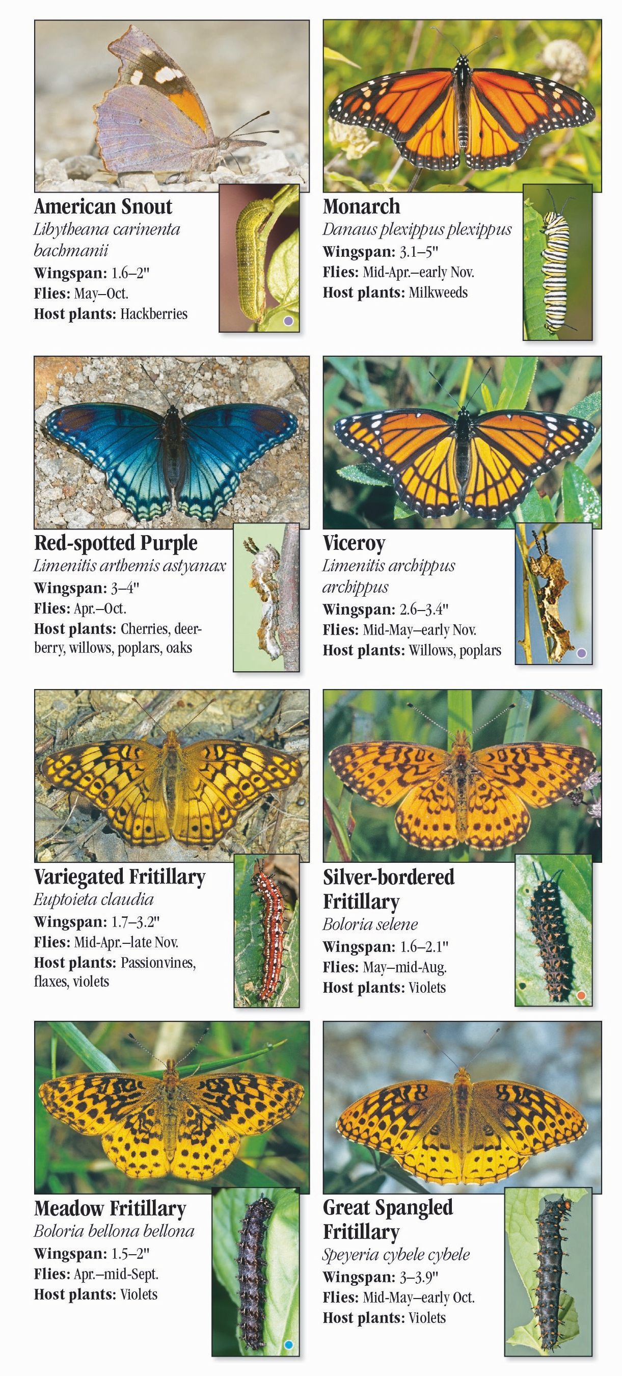 Butterflies of Indiana – Quick Reference Publishing