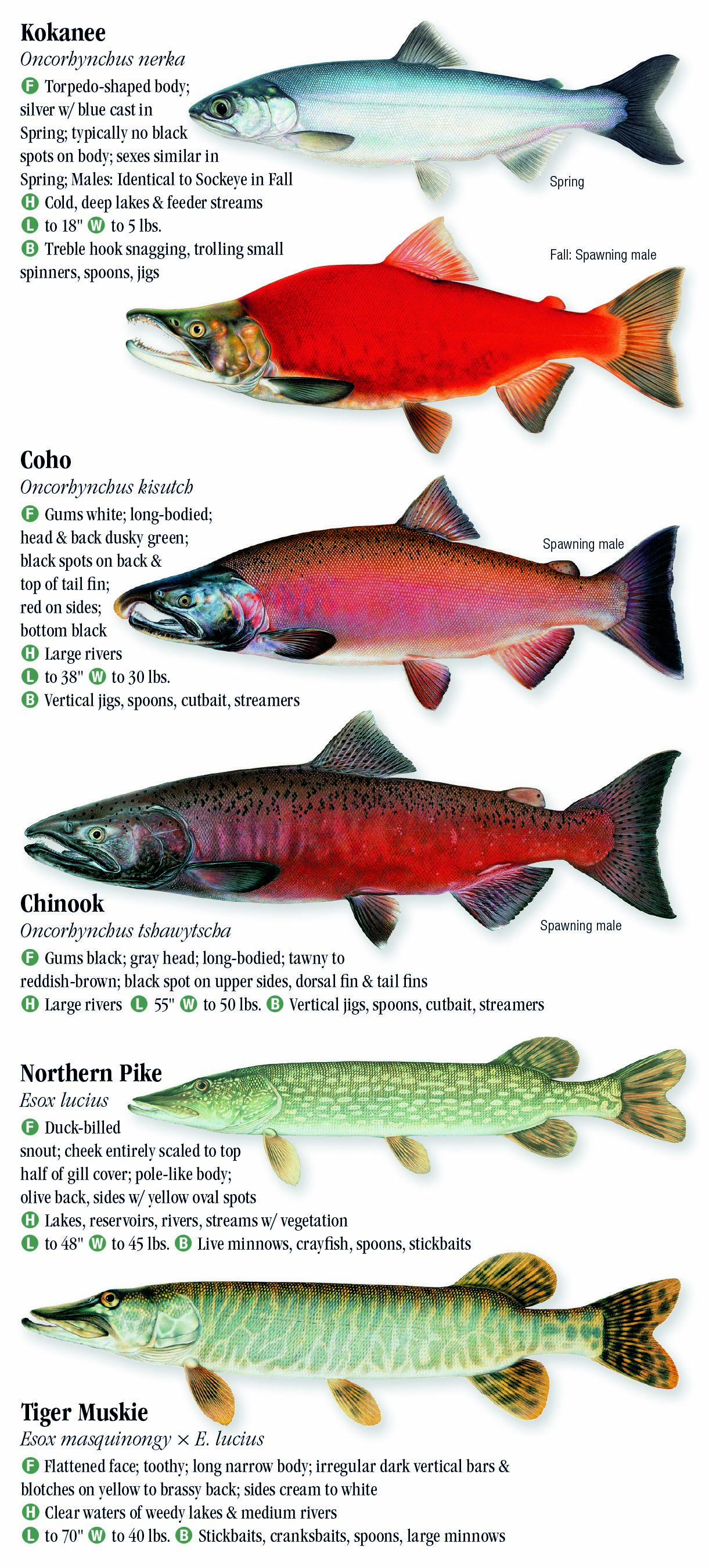 Freshwater Fishes of Montana – Quick Reference Publishing Retail