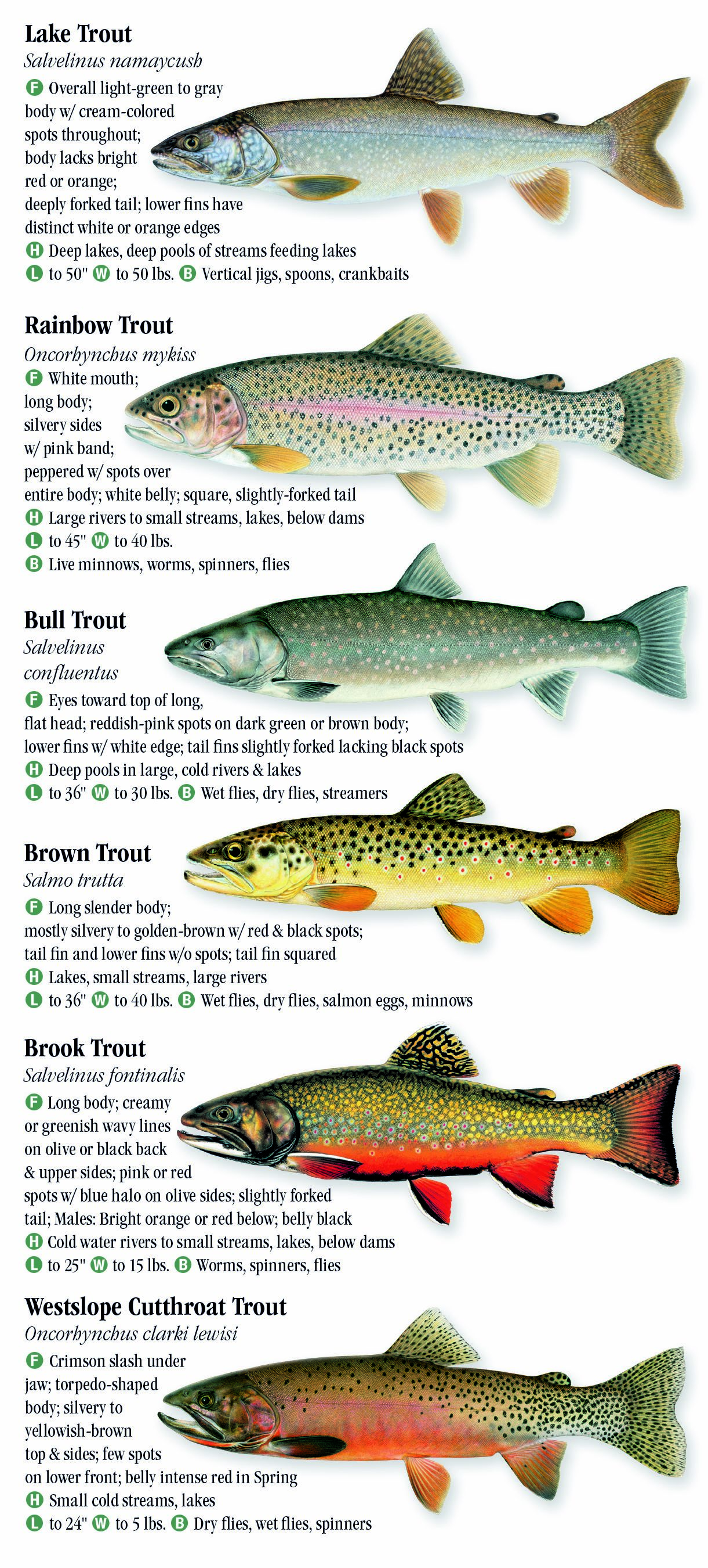 Freshwater Fishes of Montana – Quick Reference Publishing Retail