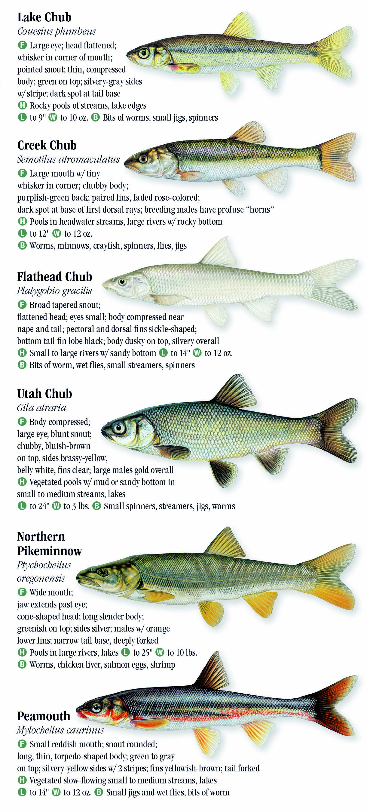 Freshwater Fishes of Montana – Quick Reference Publishing Retail