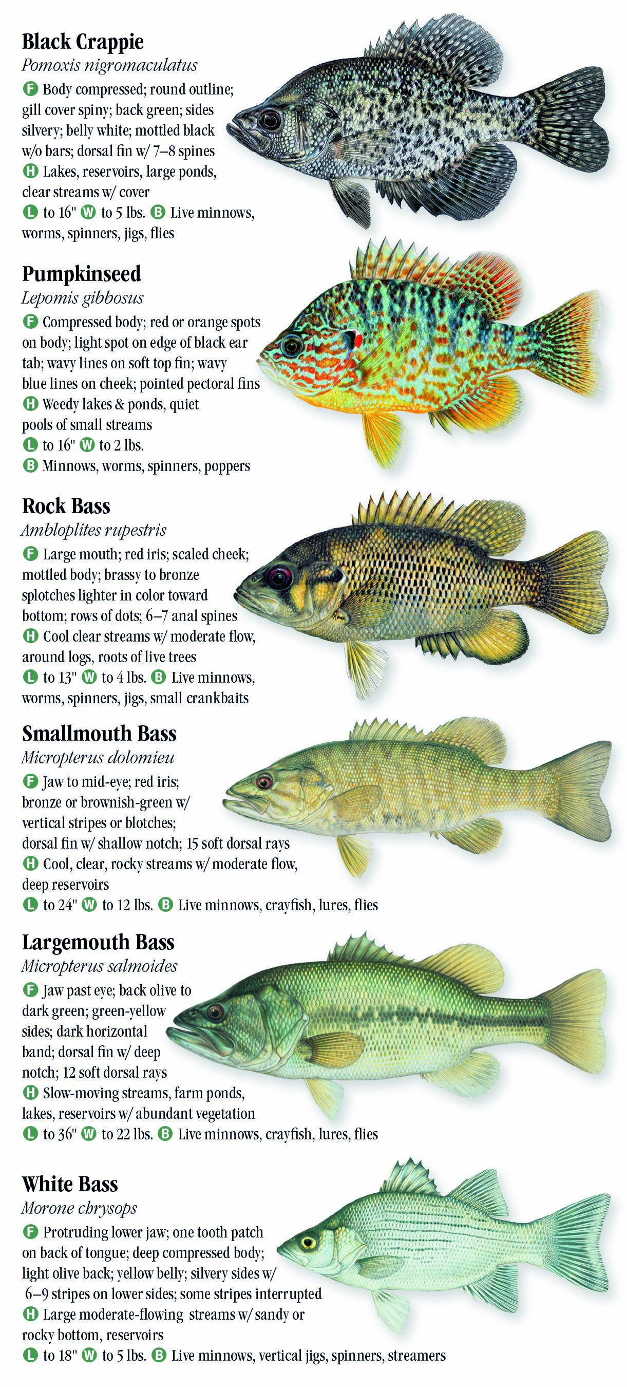 Freshwater Fishes of Montana – Quick Reference Publishing Retail