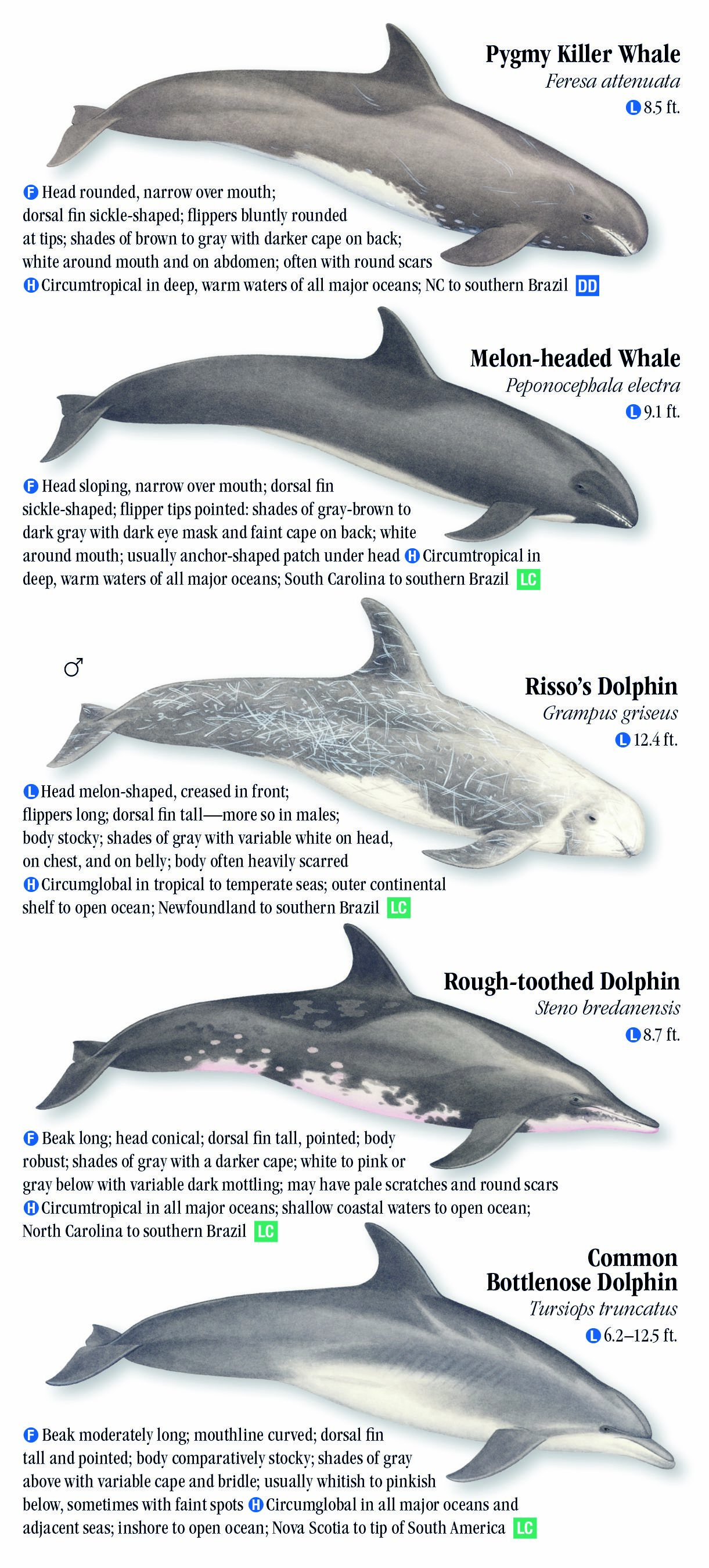 Whales, Dolphins and Porpoises of the Atlantic and Gulf Coasts – Quick ...