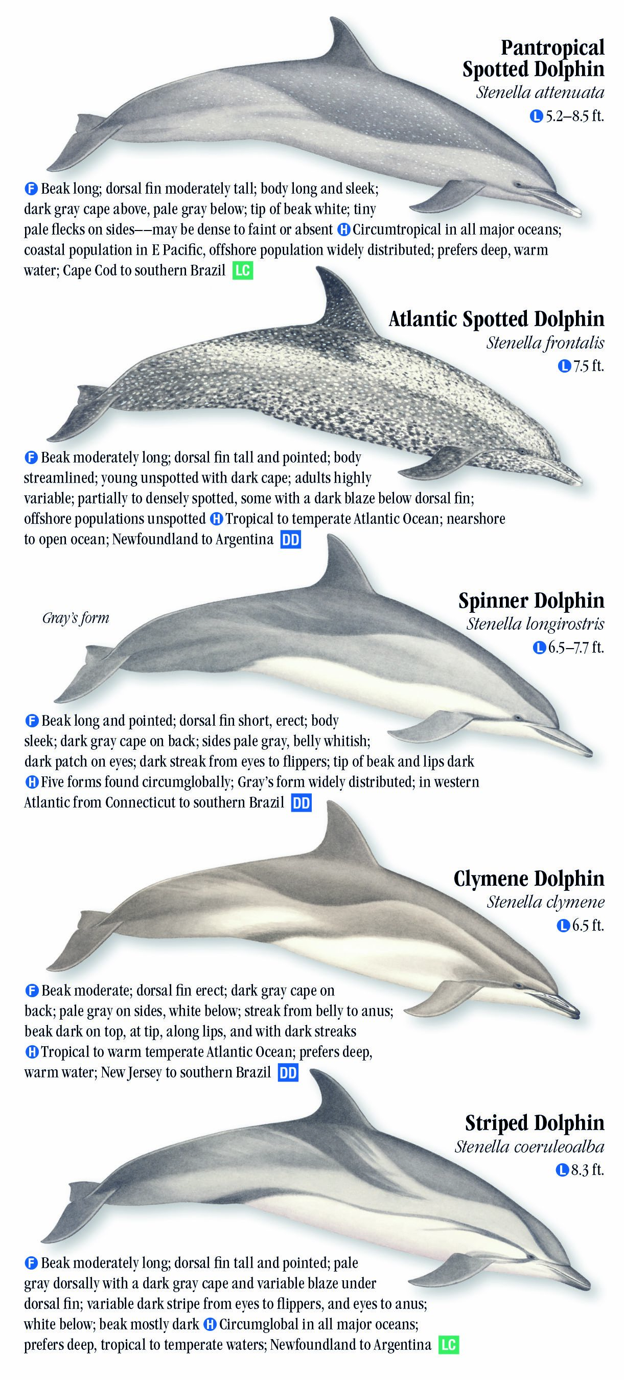 Whales, Dolphins and Porpoises of the Atlantic and Gulf Coasts – Quick ...