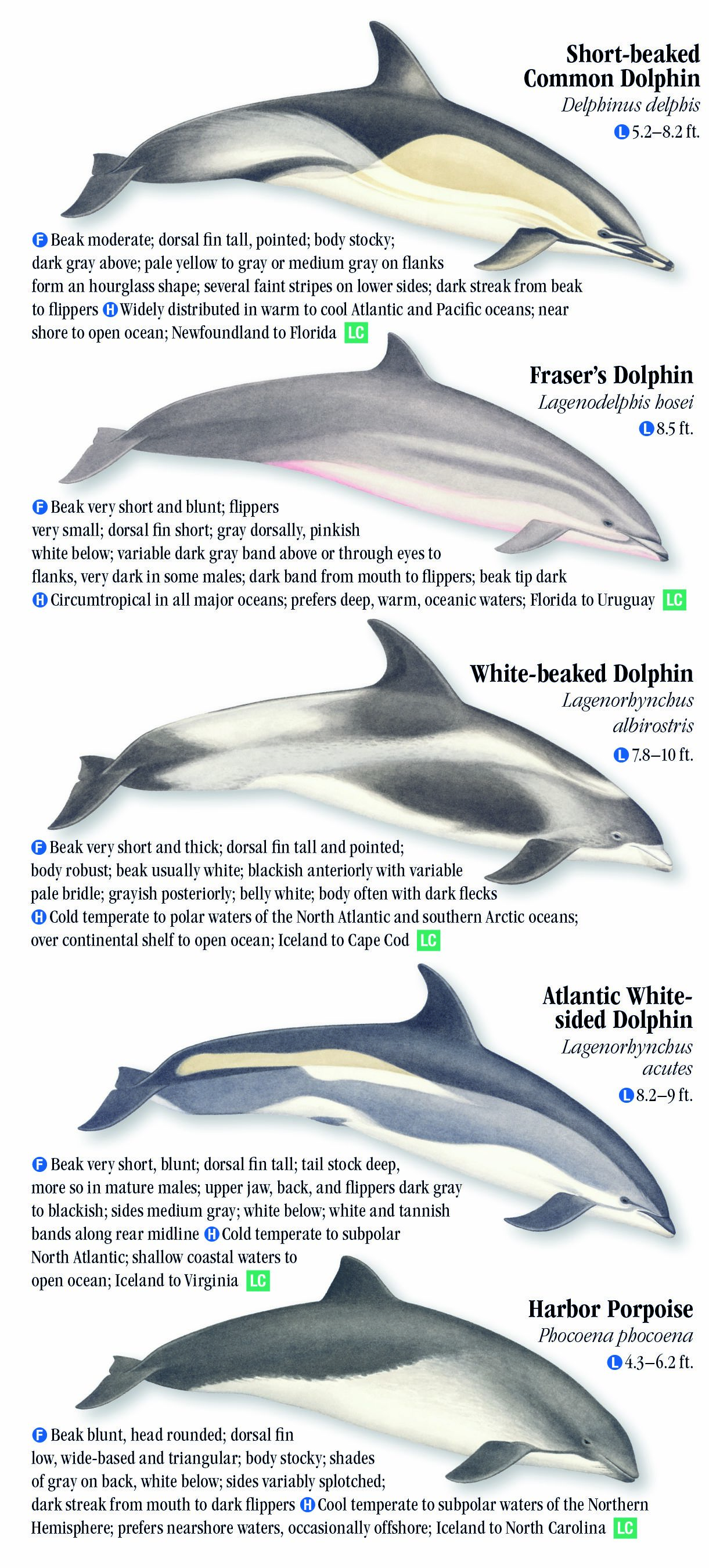 Whales, Dolphins and Porpoises of the Atlantic and Gulf Coasts – Quick ...