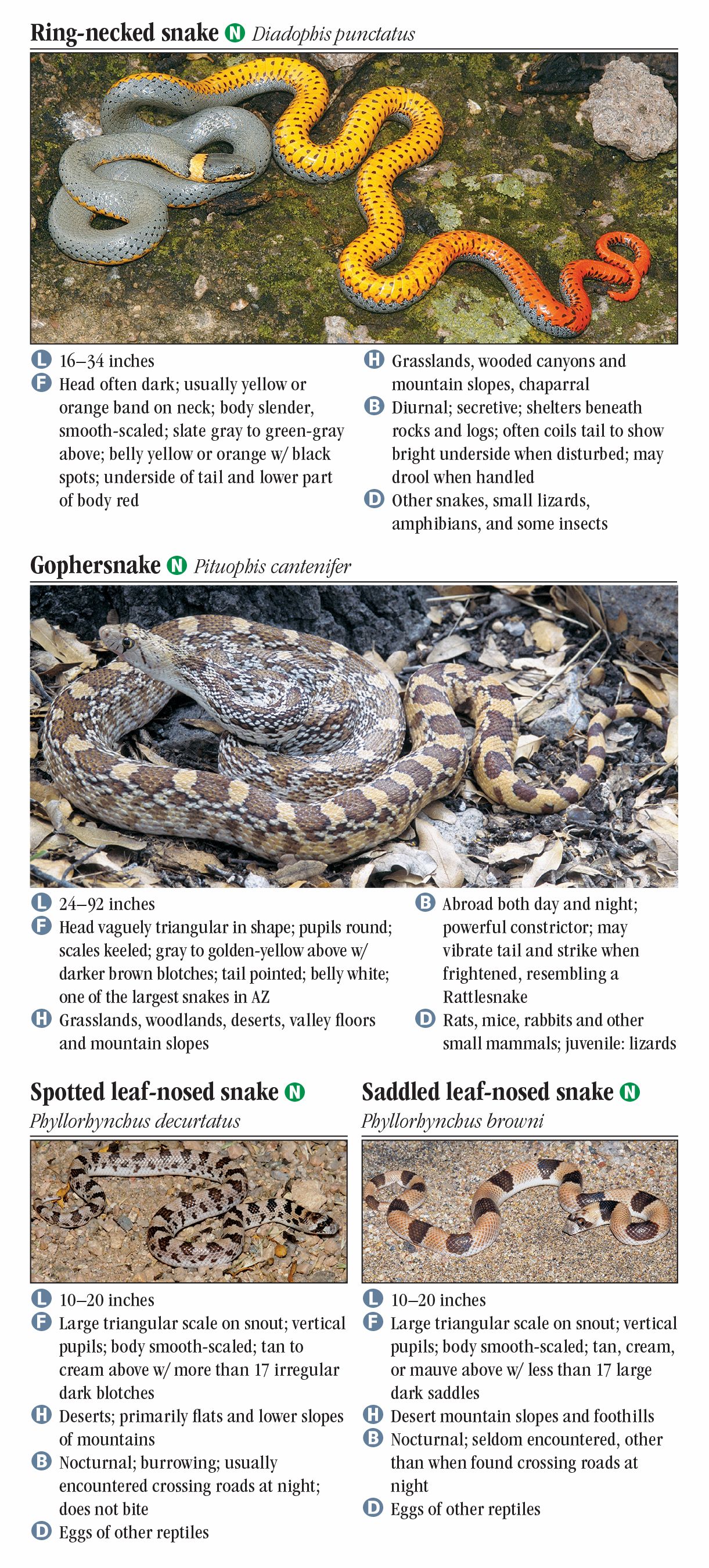 Snakes of Southeast Arizona – Quick Reference Publishing Retail