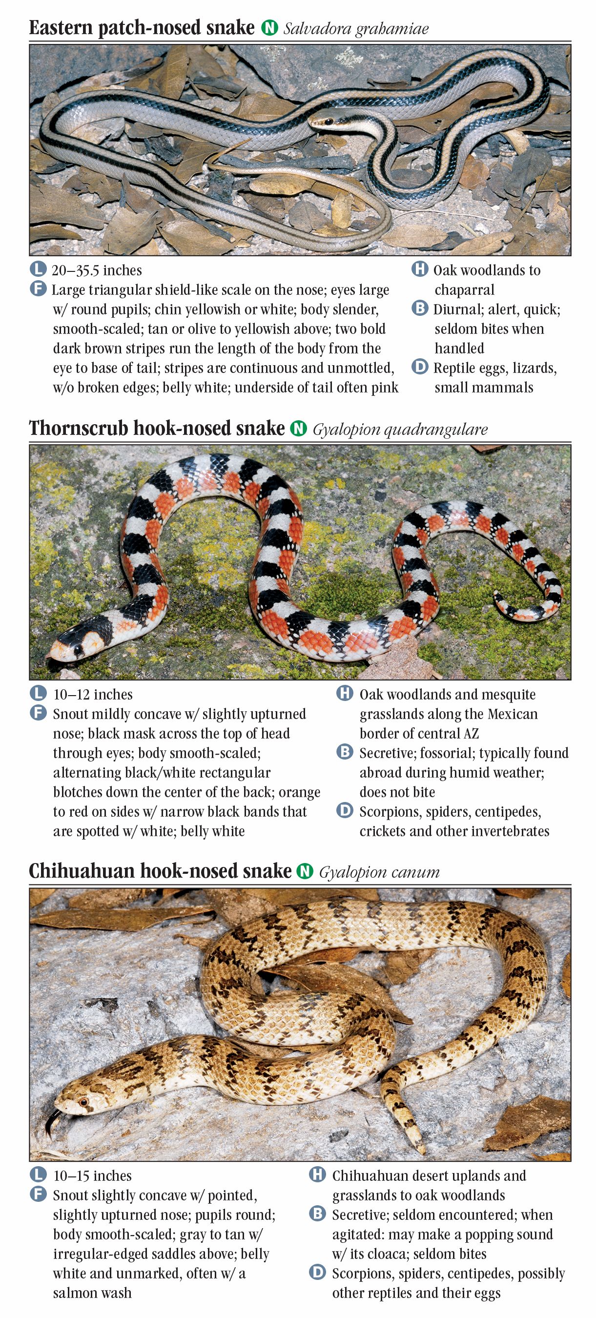 Snakes of Southeast Arizona Quick Reference Publishing Retail