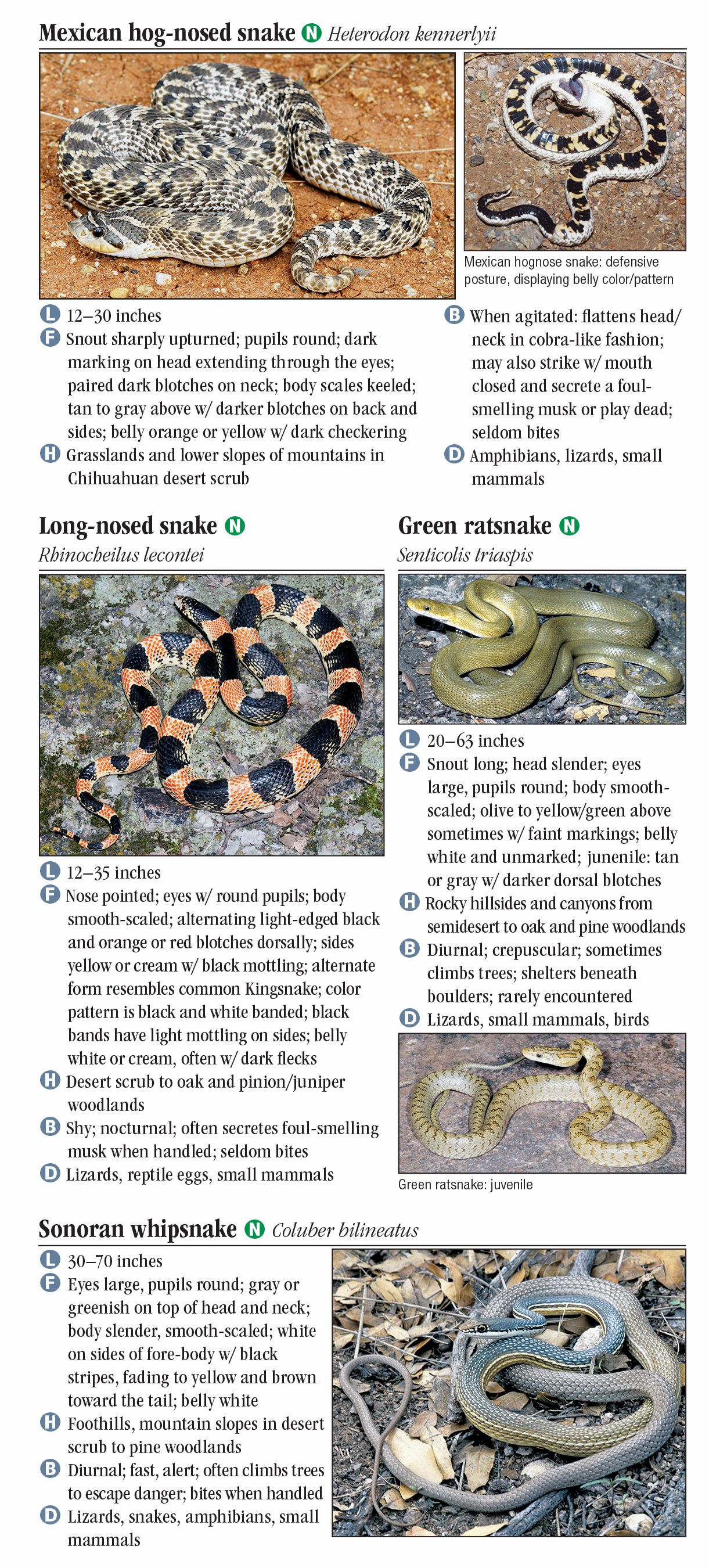 Snakes Of Southeast Arizona – Quick Reference Publishing Retail