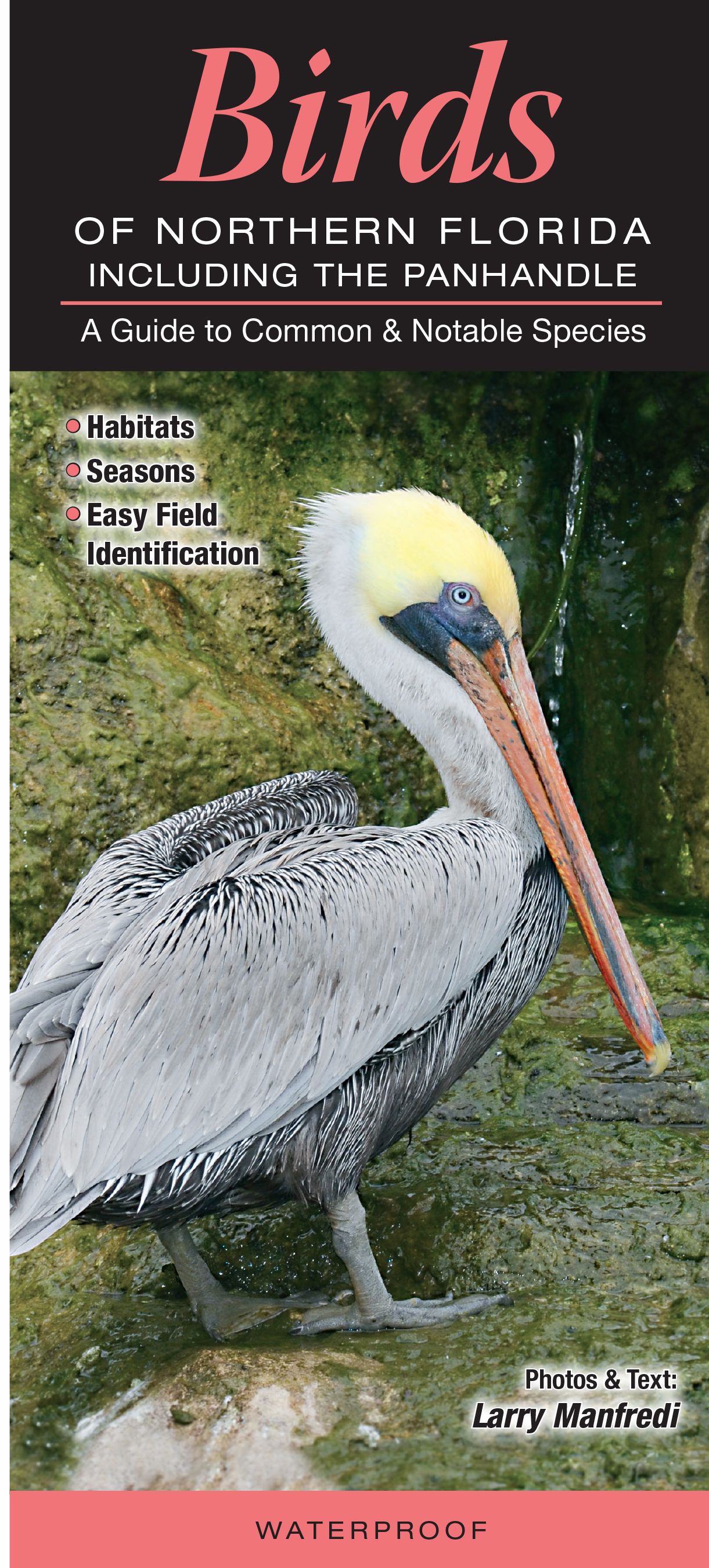 Birds of Central Florida: A Guide to Common & Notable Species (Quick  Reference Guides)