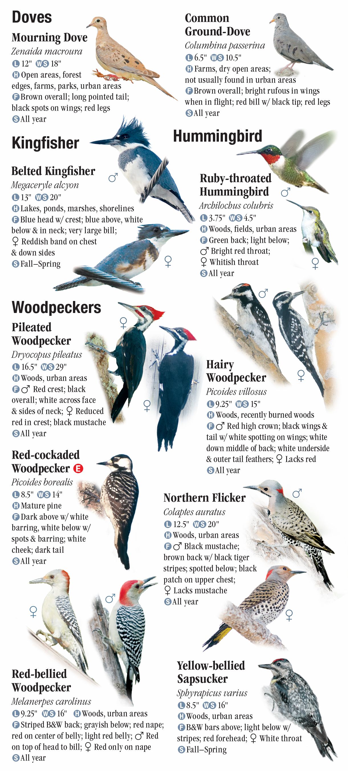 birds-of-north-florida-including-the-panhandle-quick-reference