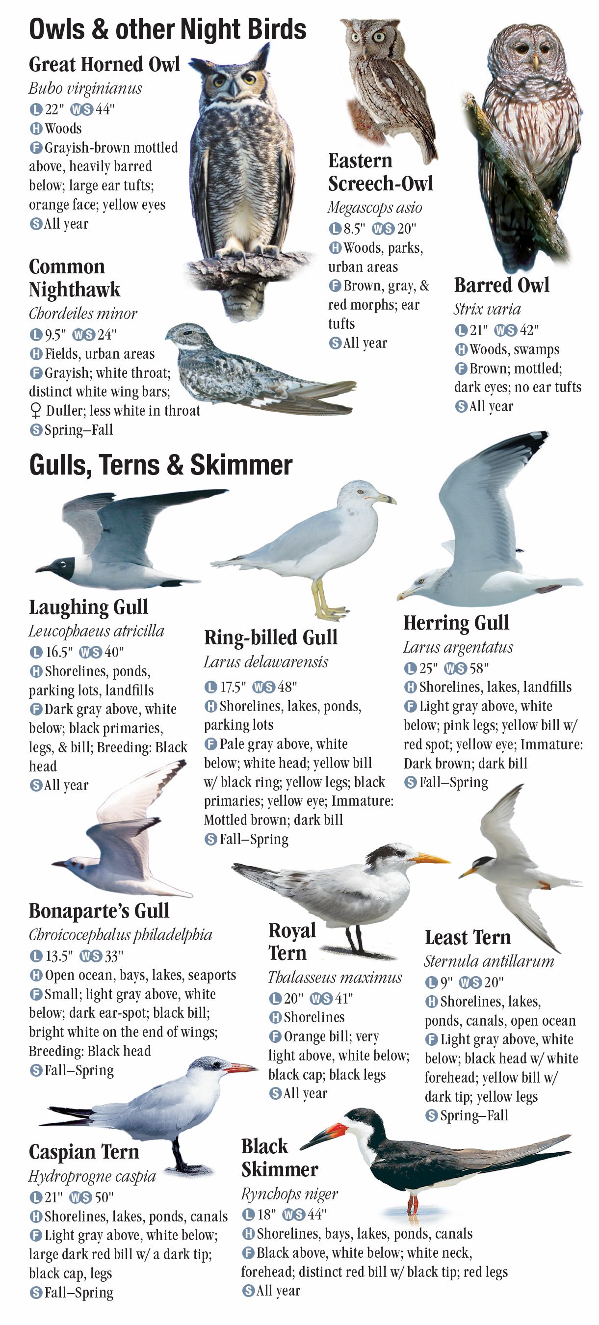 Birds of North Florida including the Panhandle - Quick ...