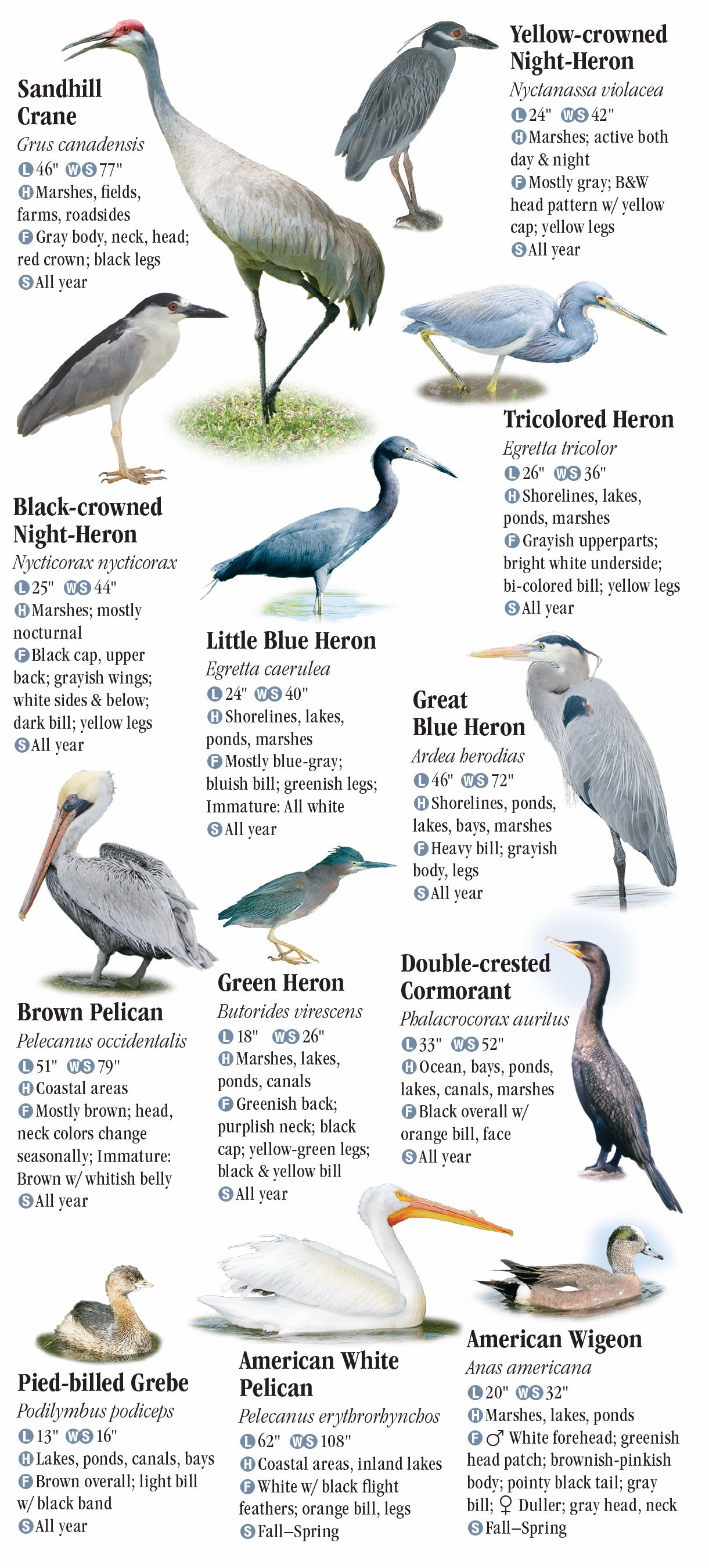 birds-of-north-florida-including-the-panhandle-quick-reference