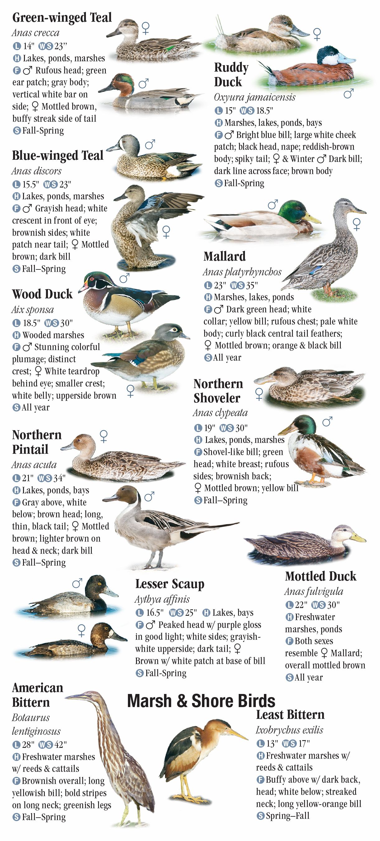 Birds Of North Florida Including The Panhandle – Quick Reference 