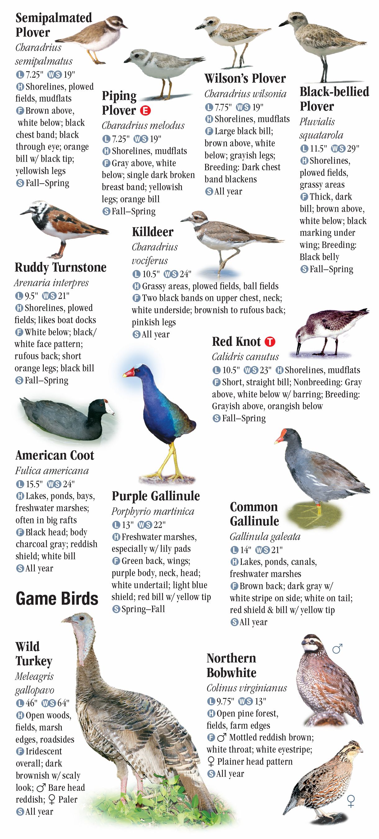 birds-of-north-florida-including-the-panhandle-quick-reference