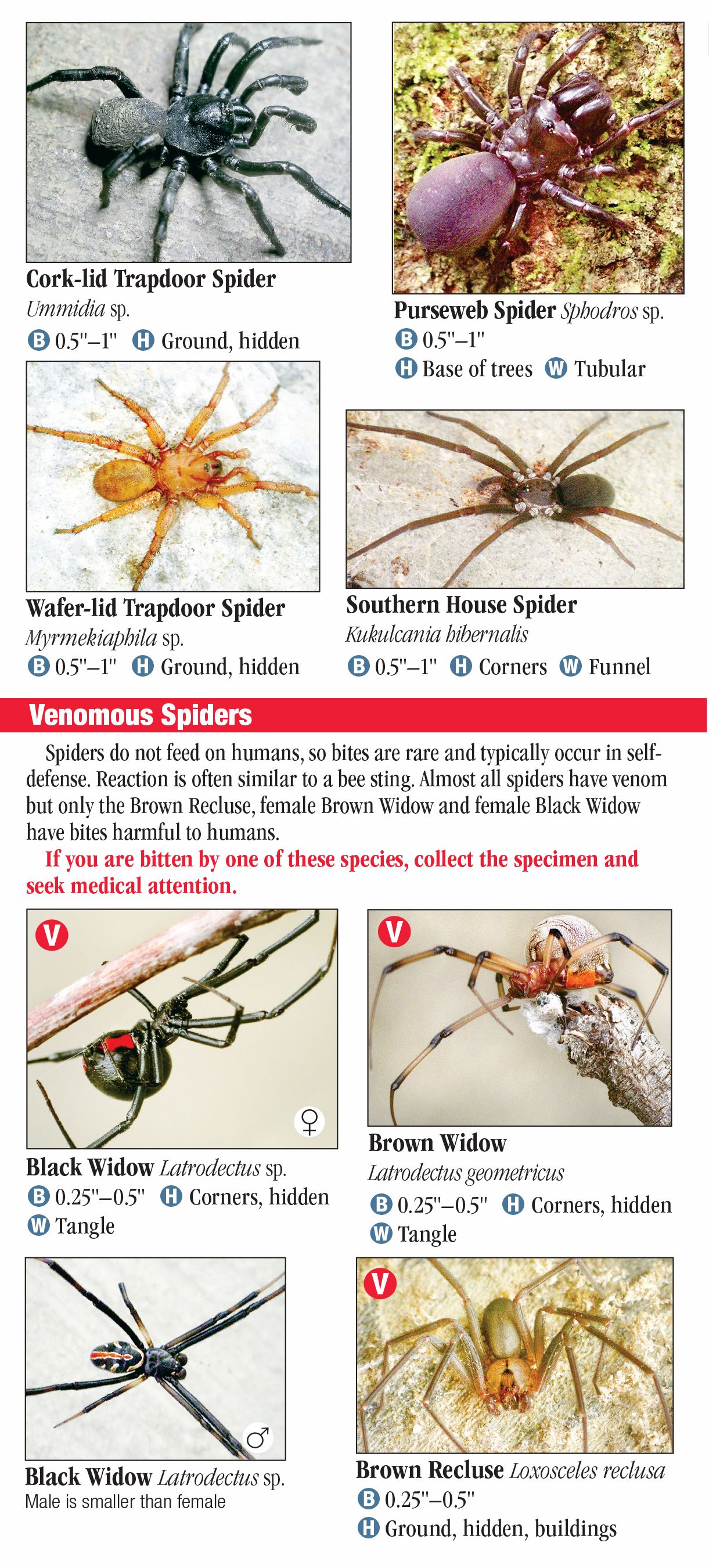 Spiders Of Georgia – Quick Reference Publishing Retail