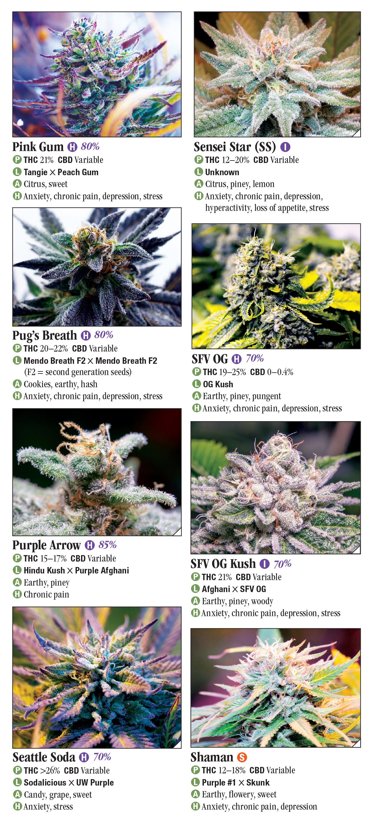 Cannabis: A Guide to Common and Exotic Strains – Quick Reference ...