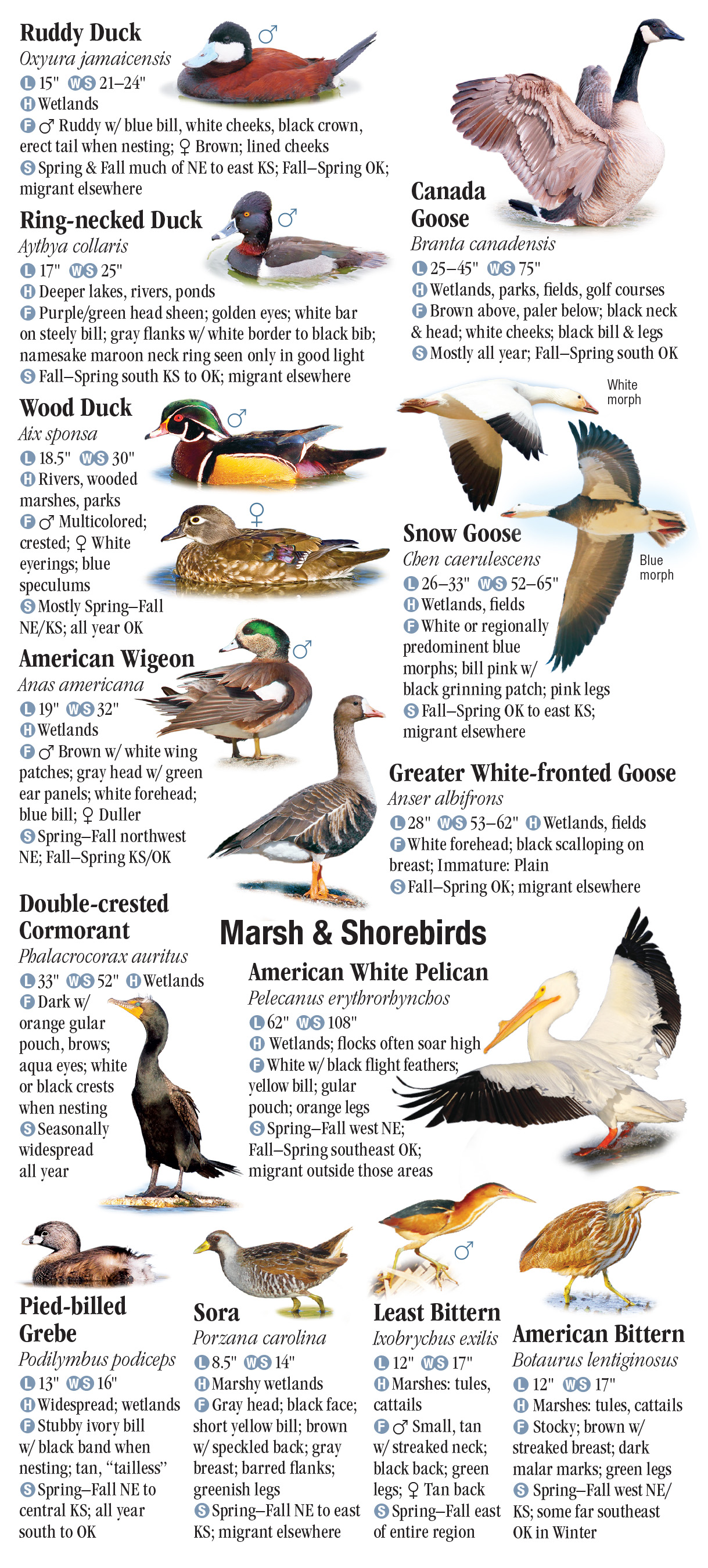 Birds of the Great Plains – Quick Reference Publishing Retail