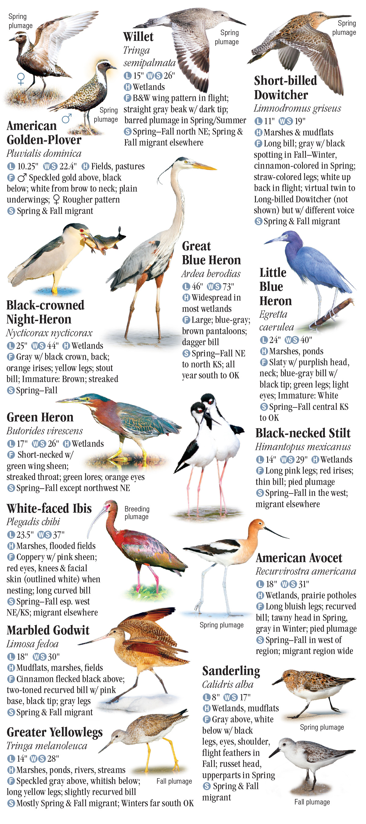 Birds of the Great Plains – Quick Reference Publishing Retail