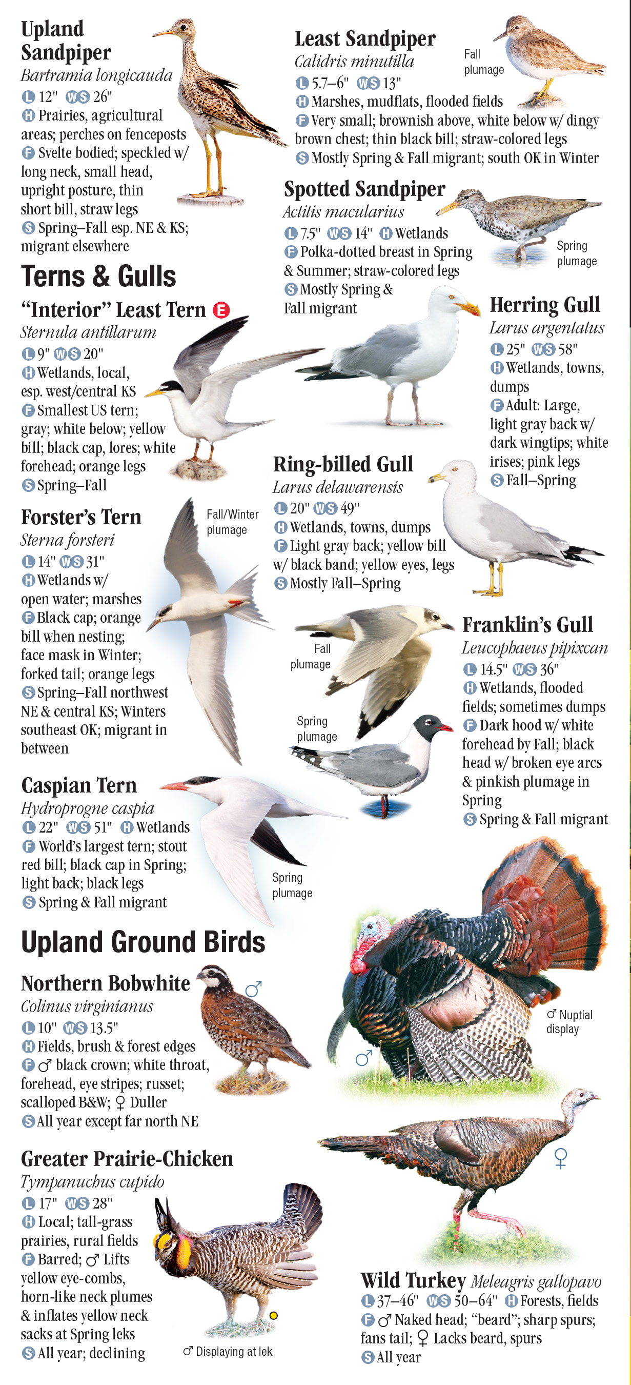 Birds of the Great Plains – Quick Reference Publishing Retail