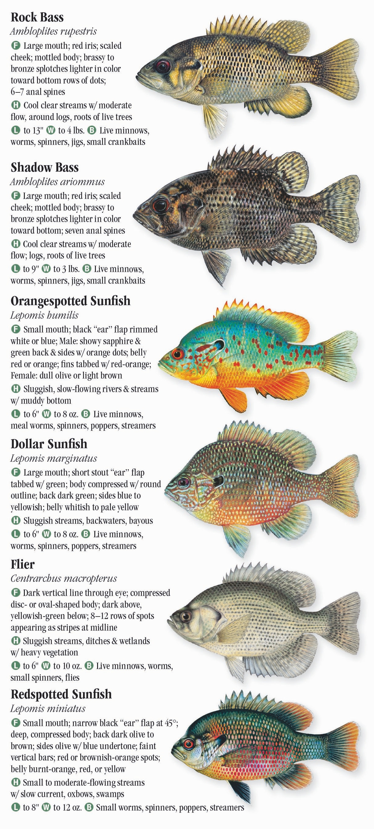 freshwater-fishes-of-alabama-mississippi-quick-reference-publishing