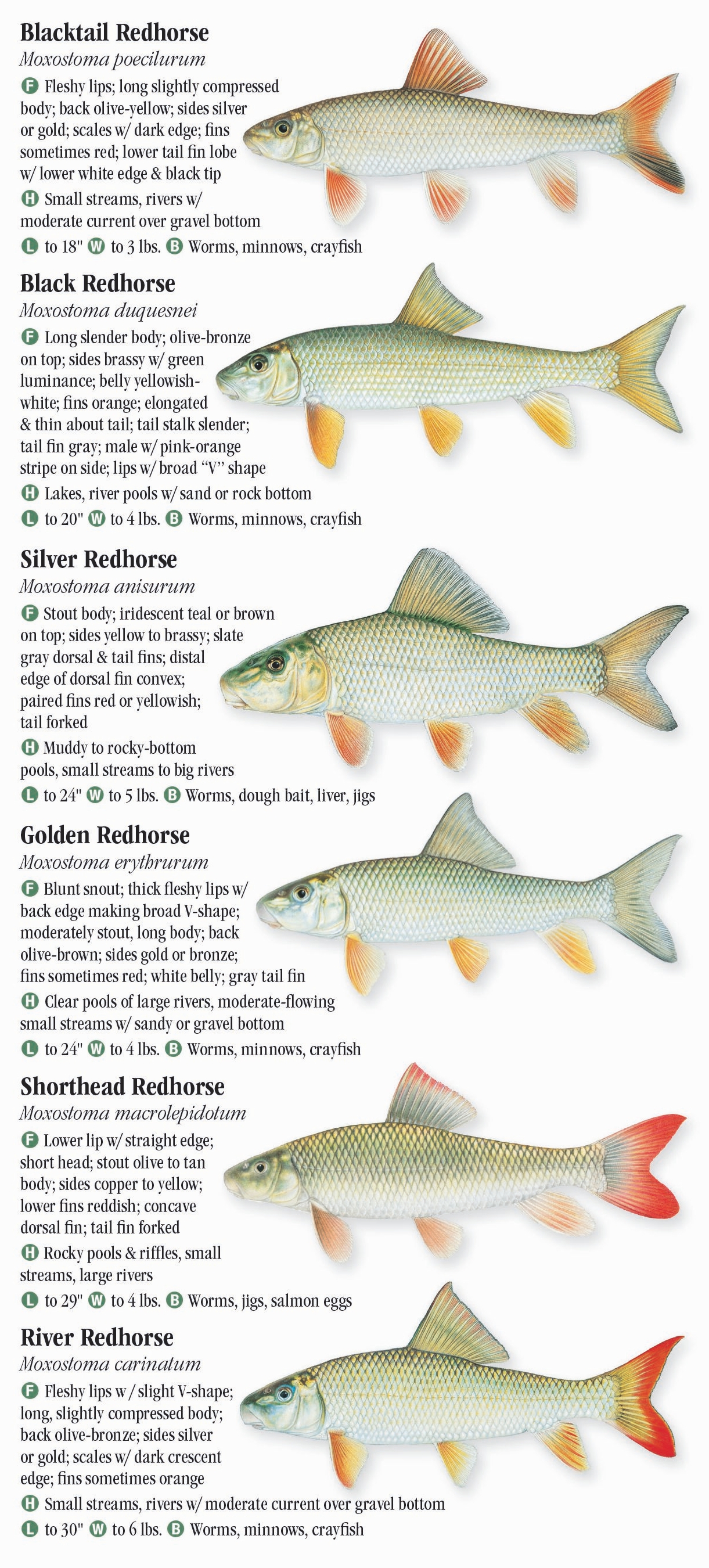 freshwater-fishes-of-alabama-mississippi-quick-reference-publishing