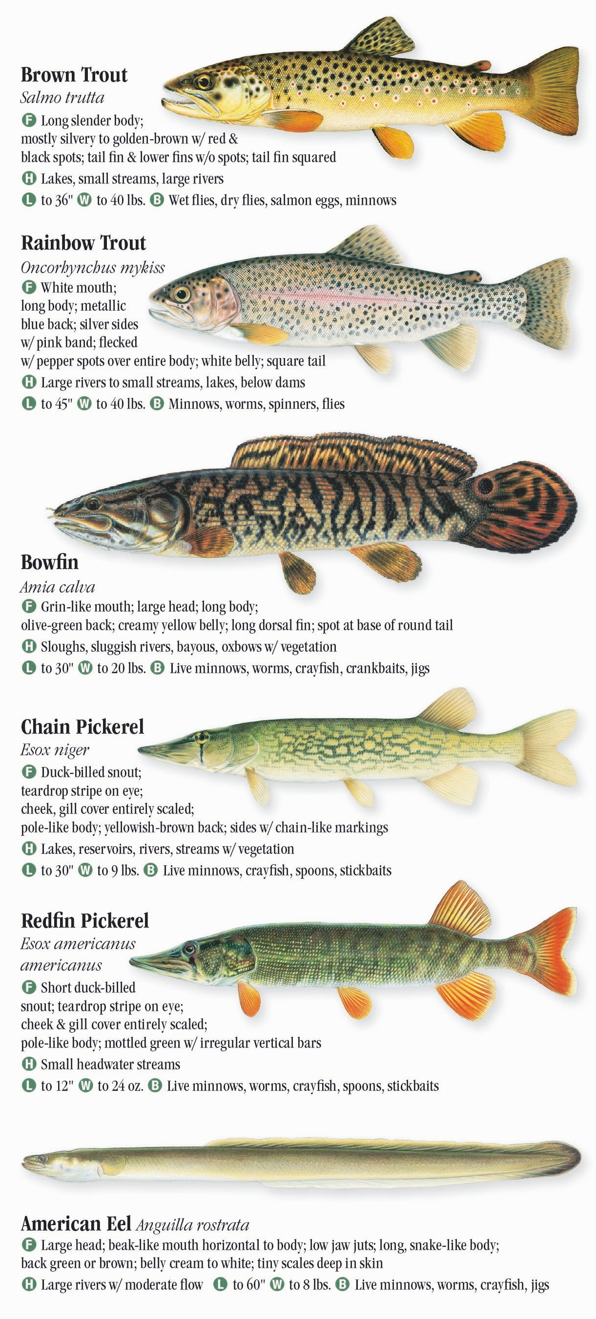 Freshwater Fishes of Alabama & Mississippi – Quick Reference Publishing