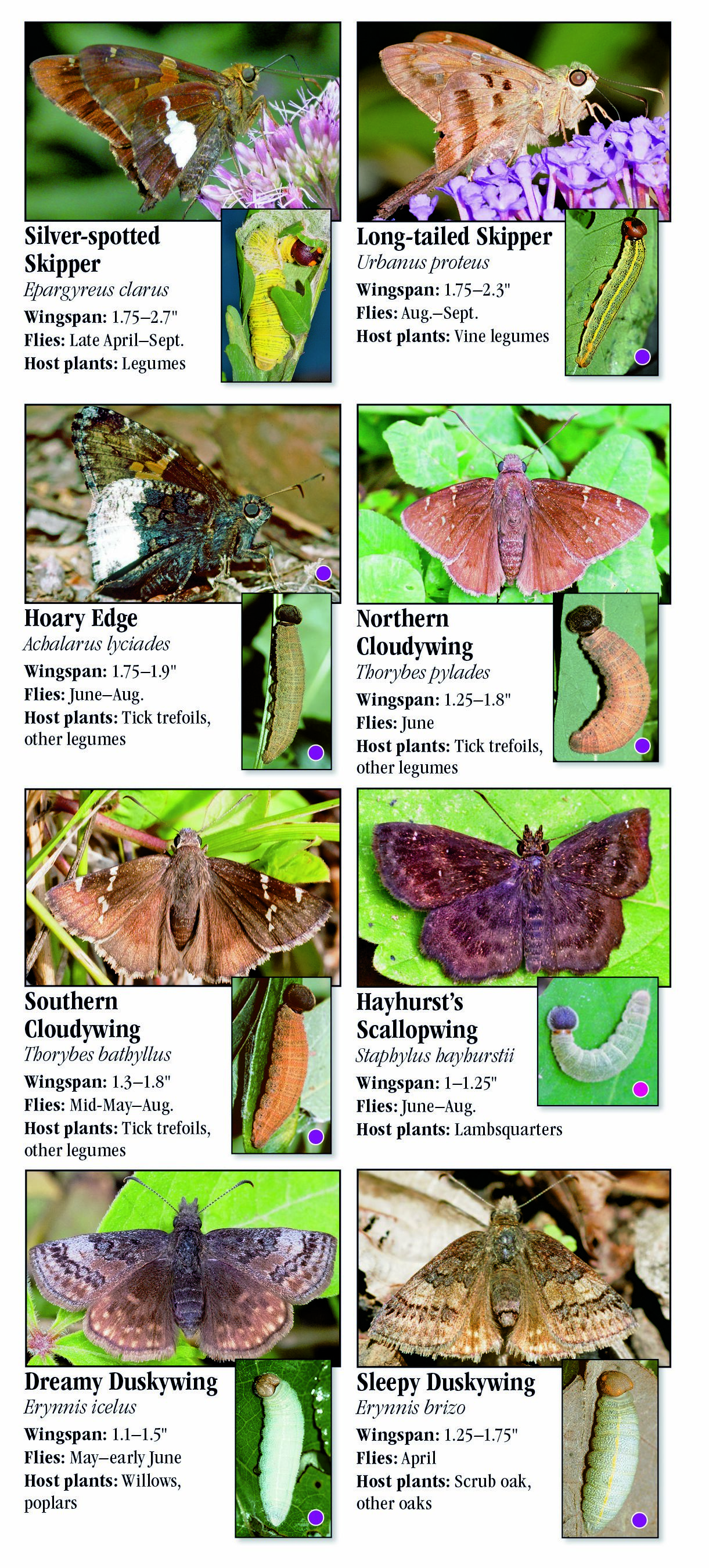 Butterflies of the Mid-Atlantic – Quick Reference Publishing Retail