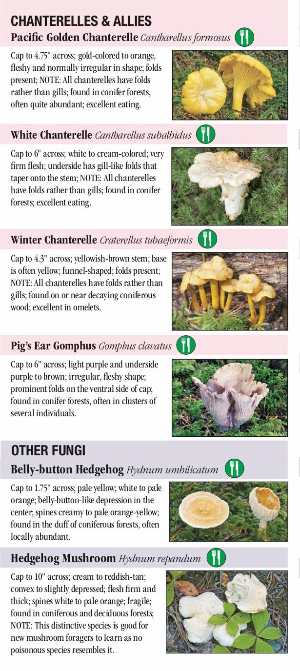 Northwest Wild Mushroom Identification Charts